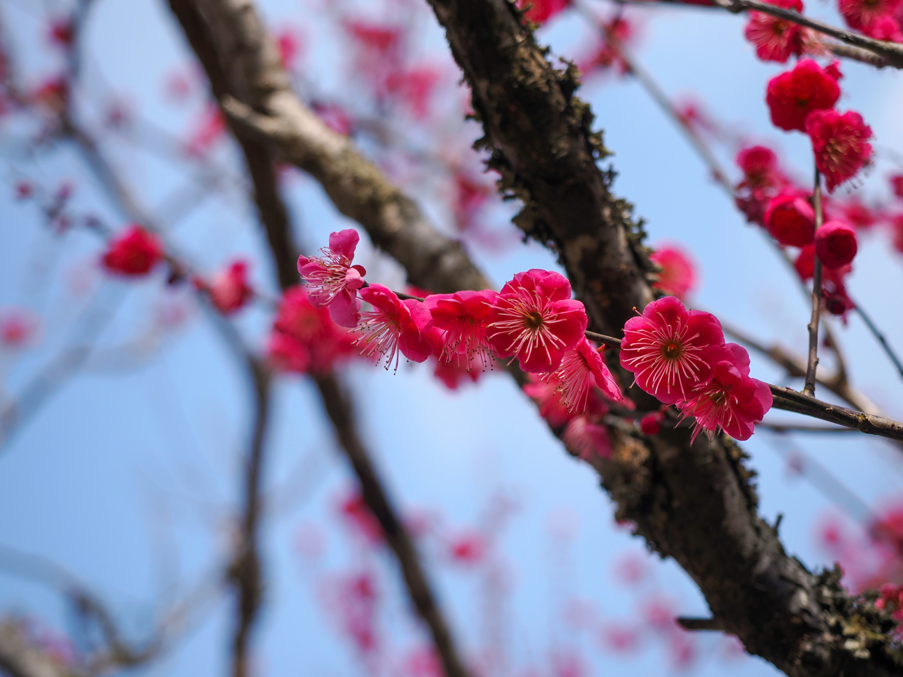 青空を背景にした紅梅の花が咲いている様子