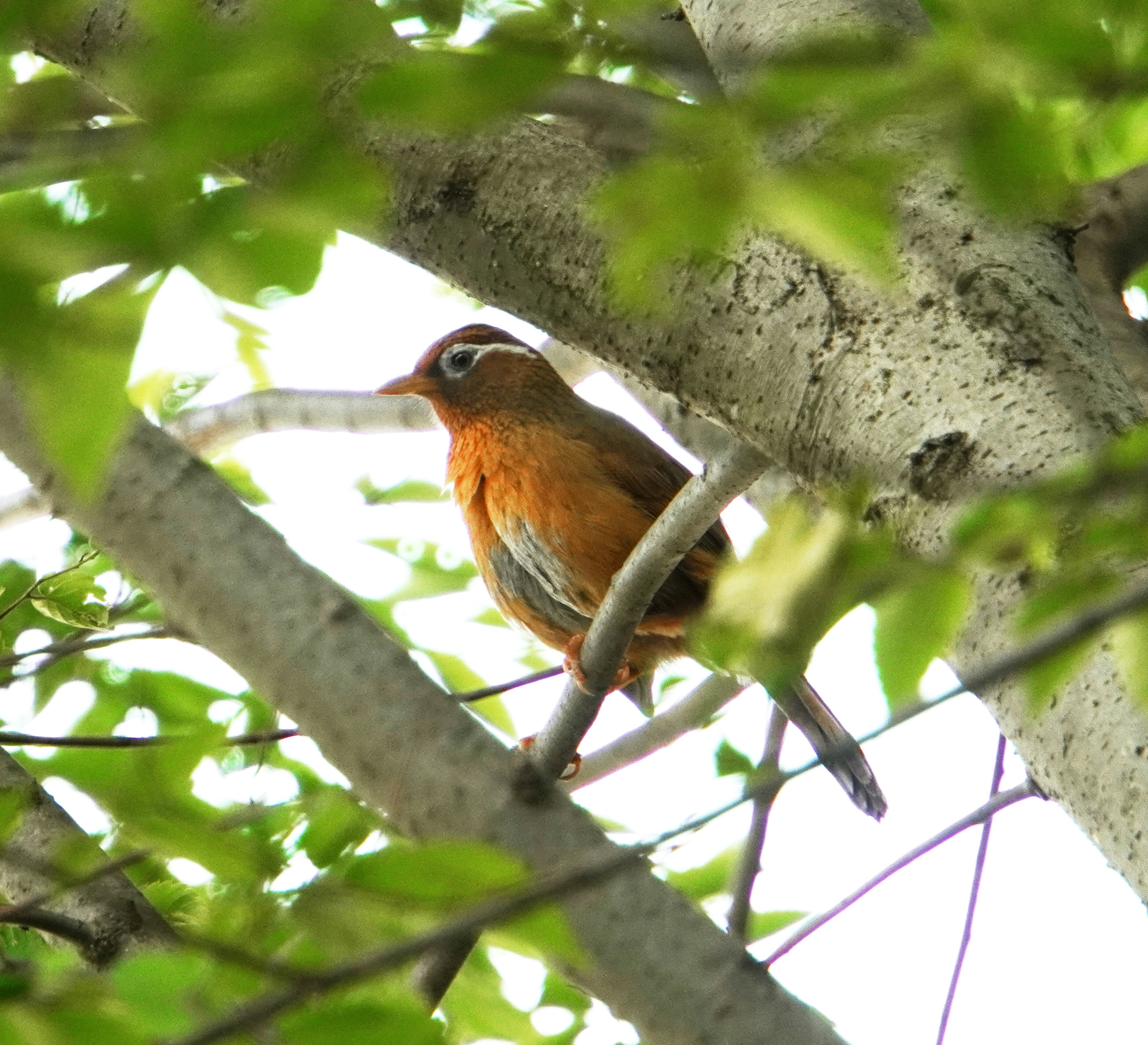 Orange bird perched on a branch surrounded by green leaves