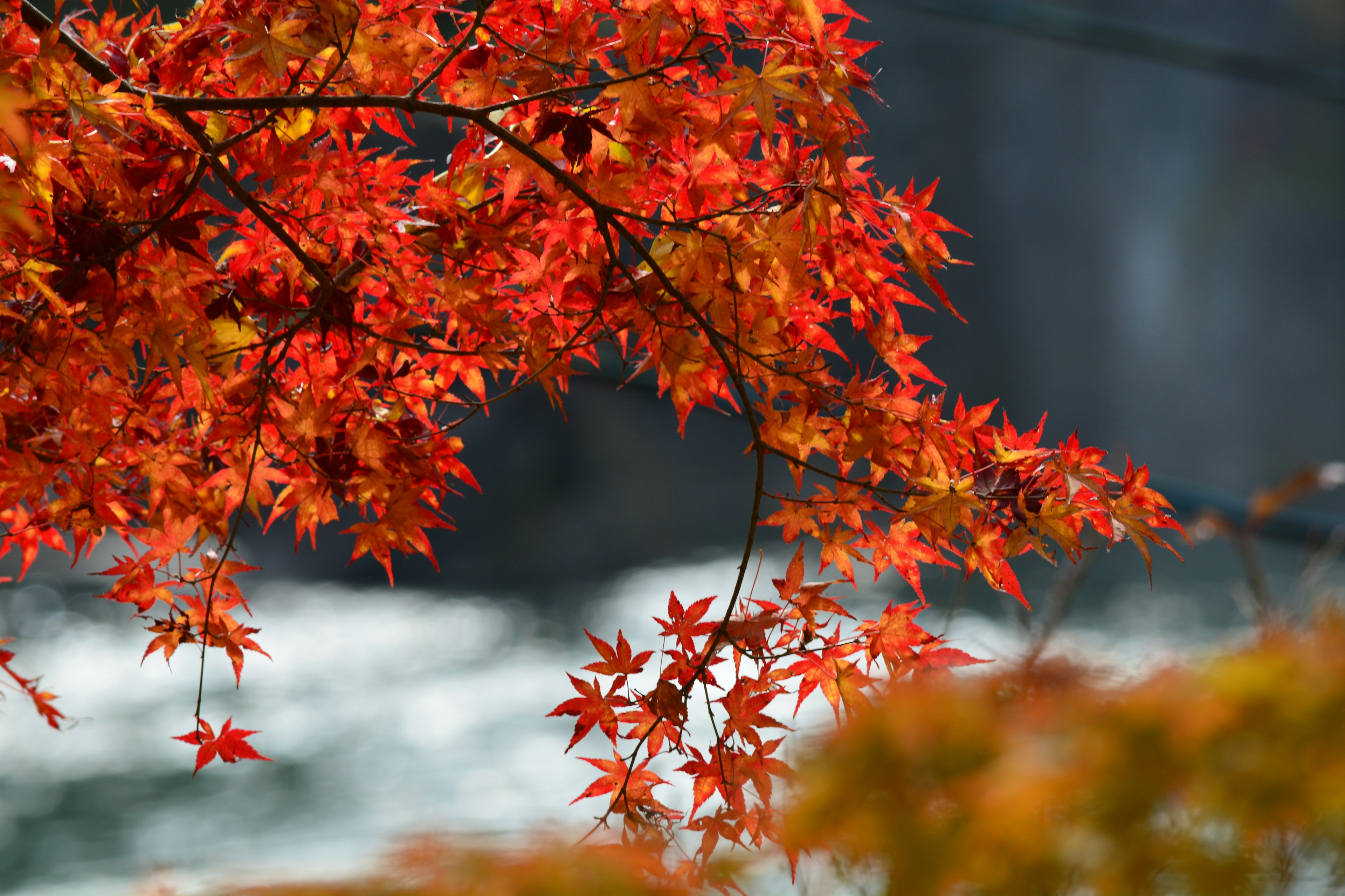 鮮やかな紅葉の葉が川の近くに揺れている風景