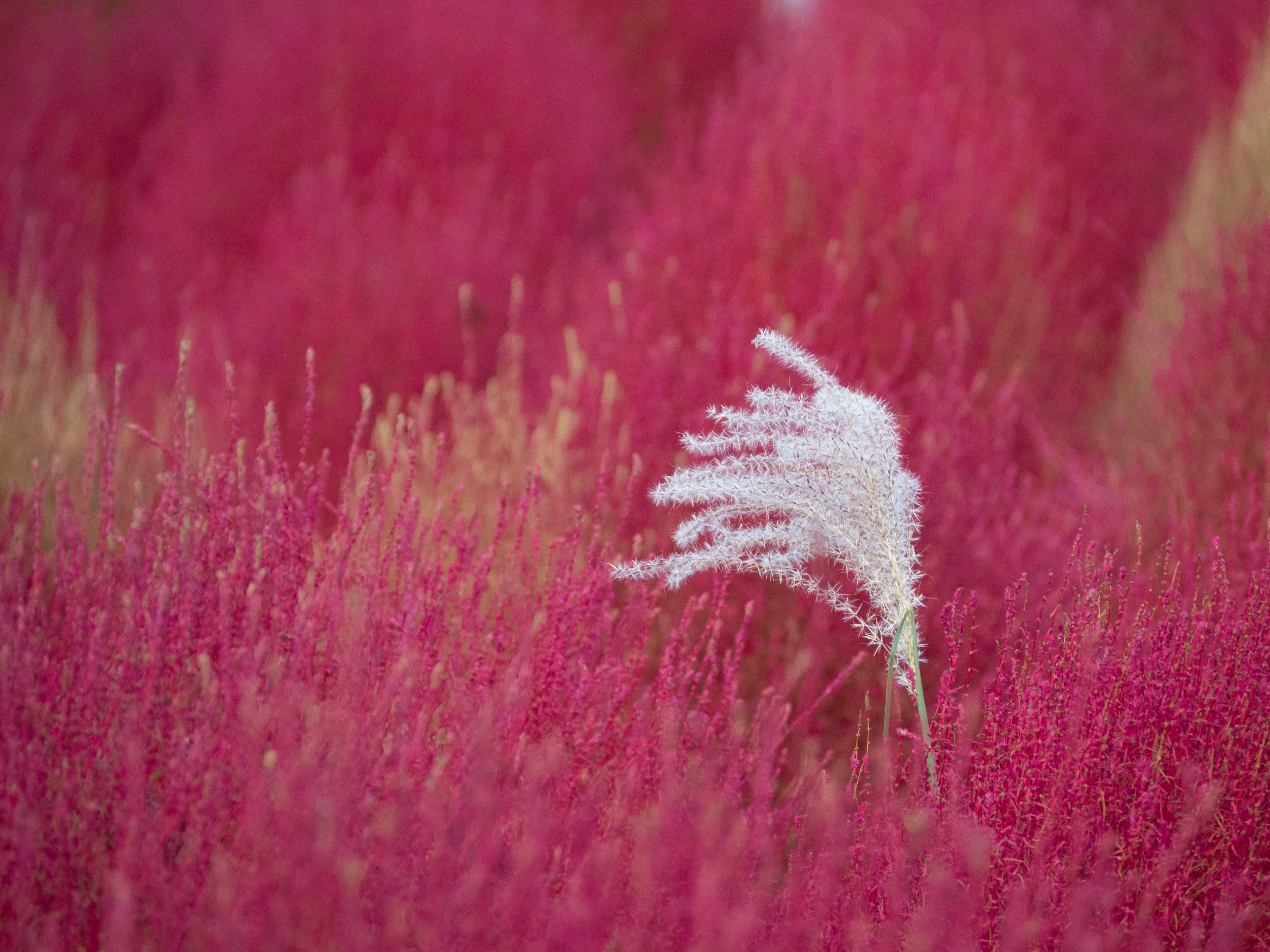 Ein auffälliges weißes Gras hebt sich von einem lebhaften rosa Hintergrund ab