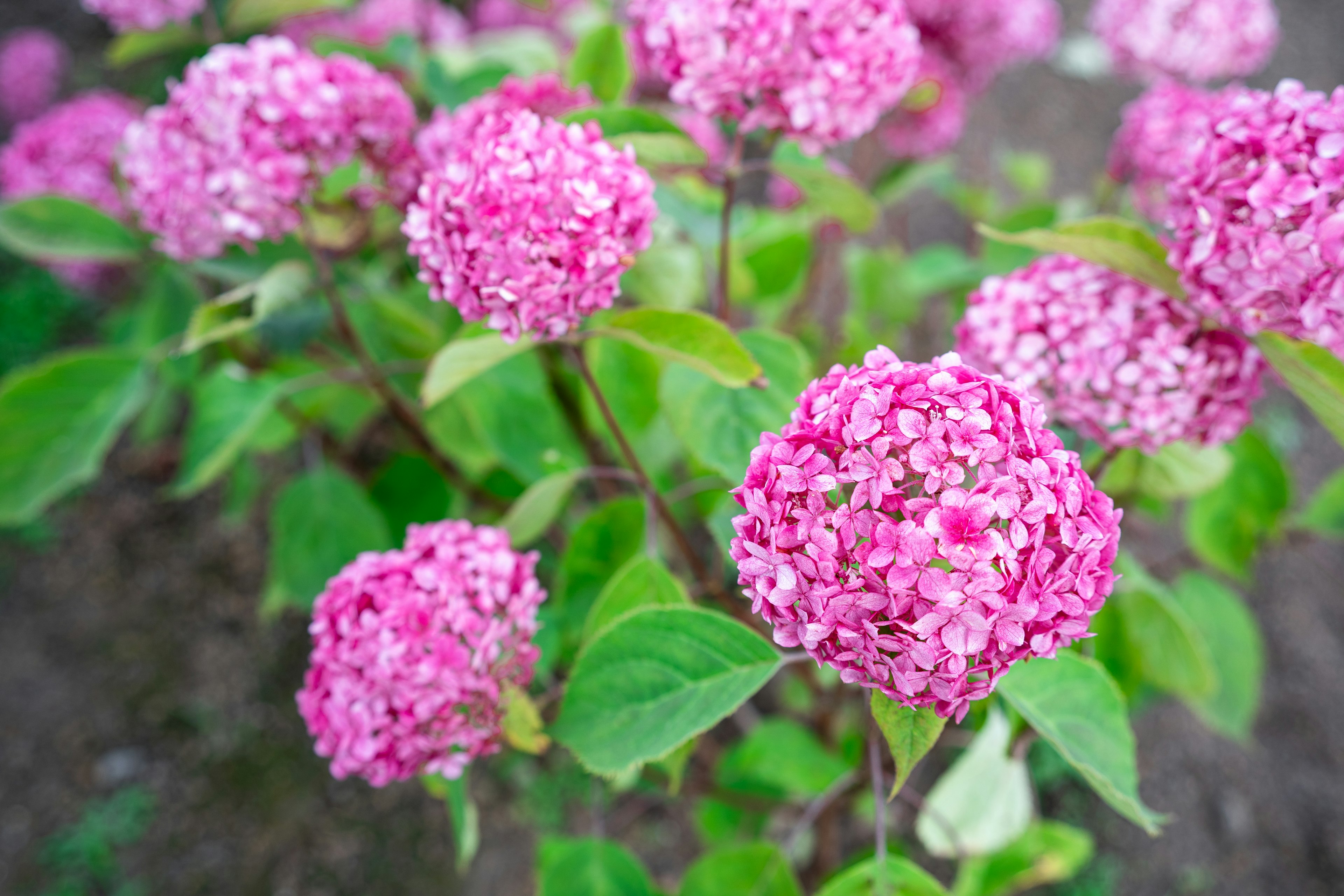 鮮やかなピンクの花が咲く植物のクローズアップ