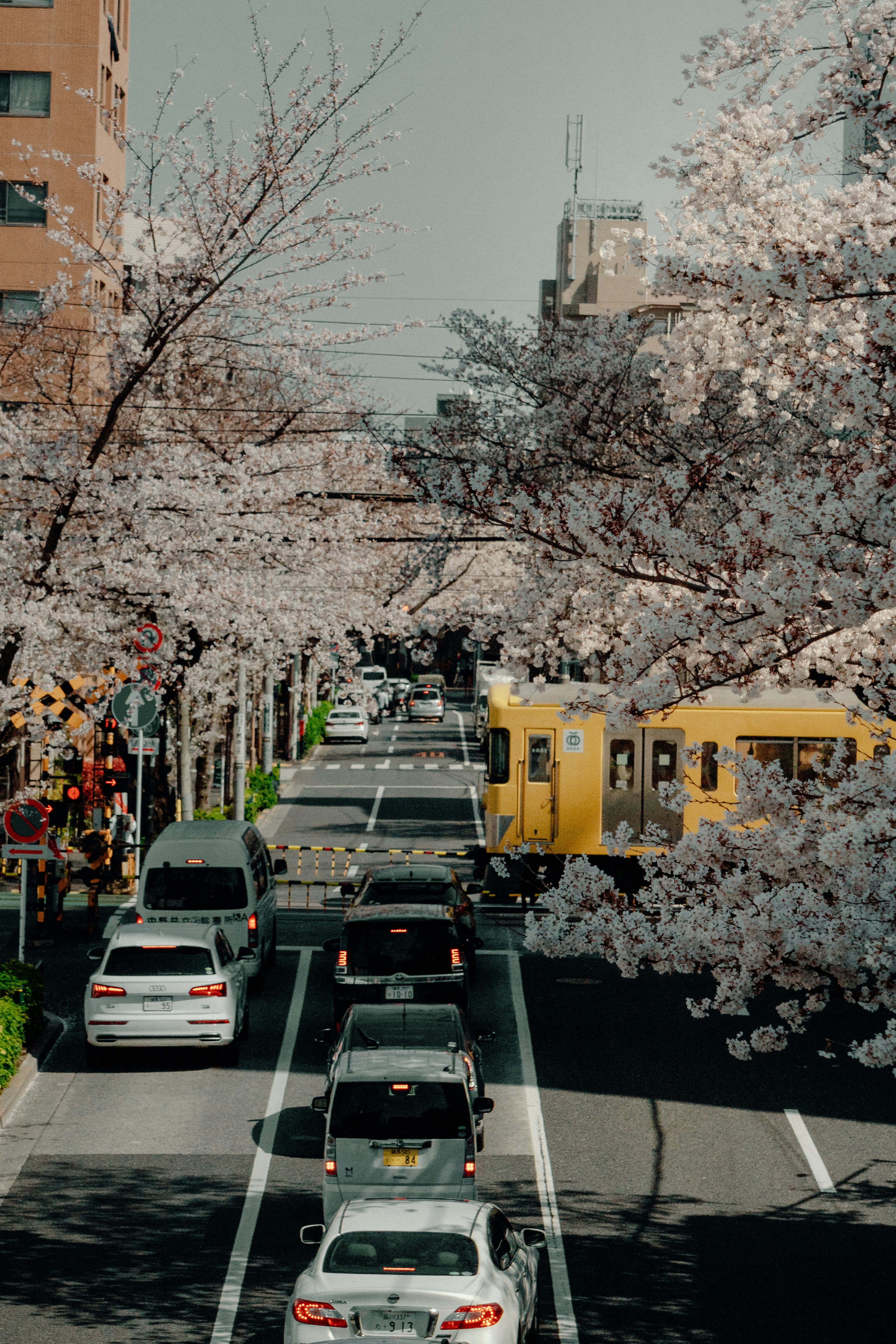 Vehicles on a street lined with cherry blossoms and a yellow train