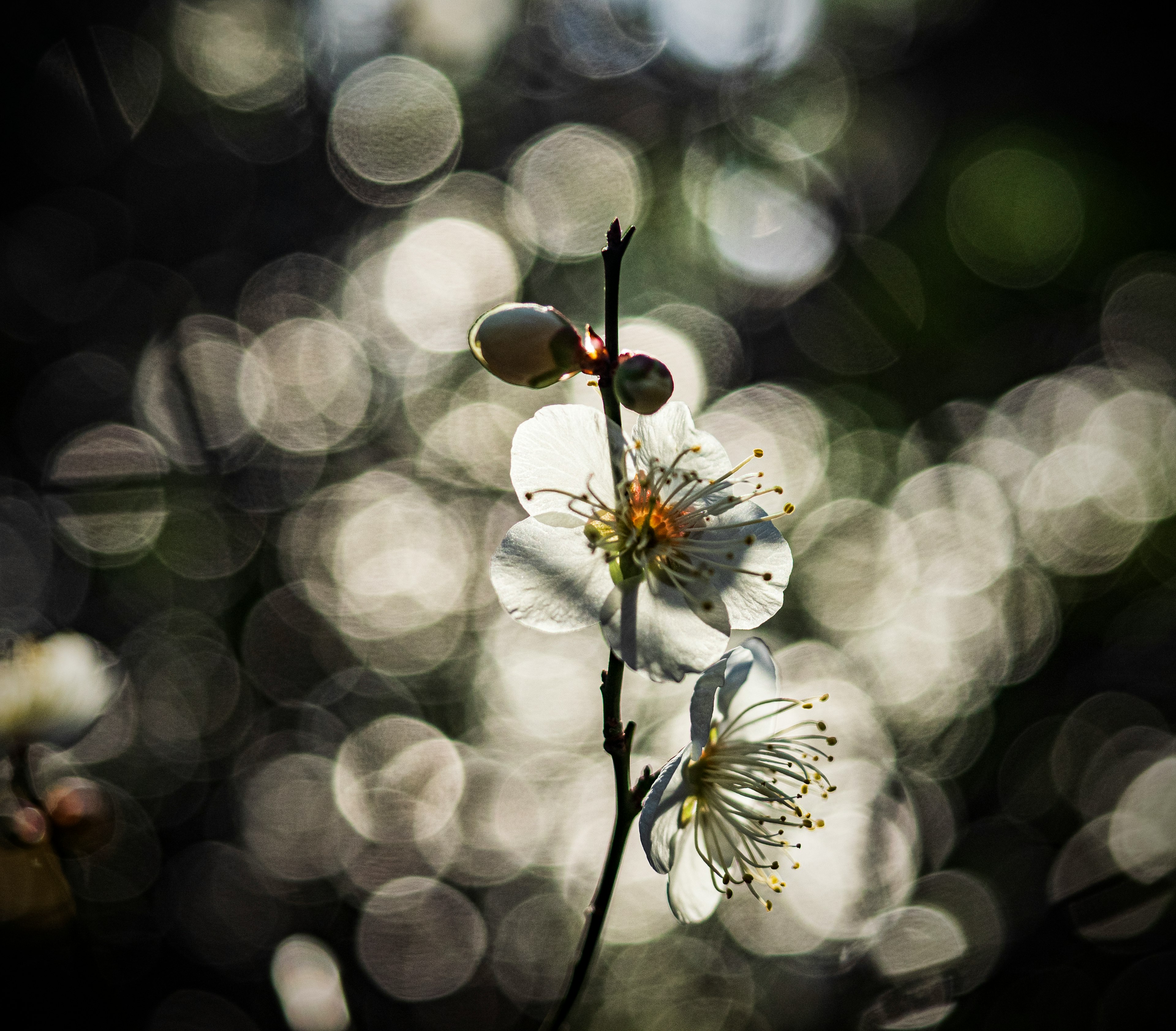 Image magnifique de fleurs blanches avec un arrière-plan flou