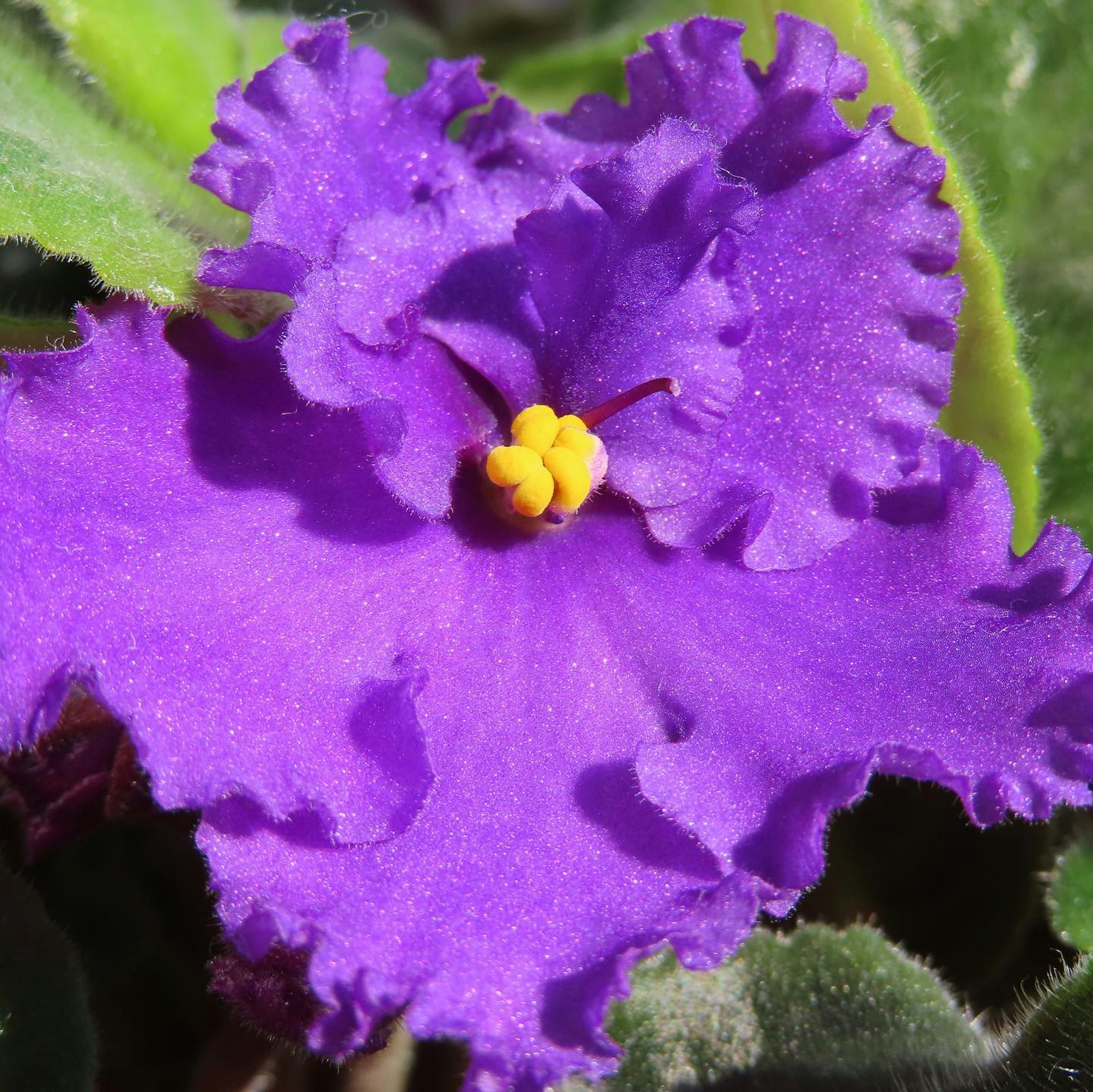 Fiore di violetta africana viola vibrante con centro giallo e petali arricciati