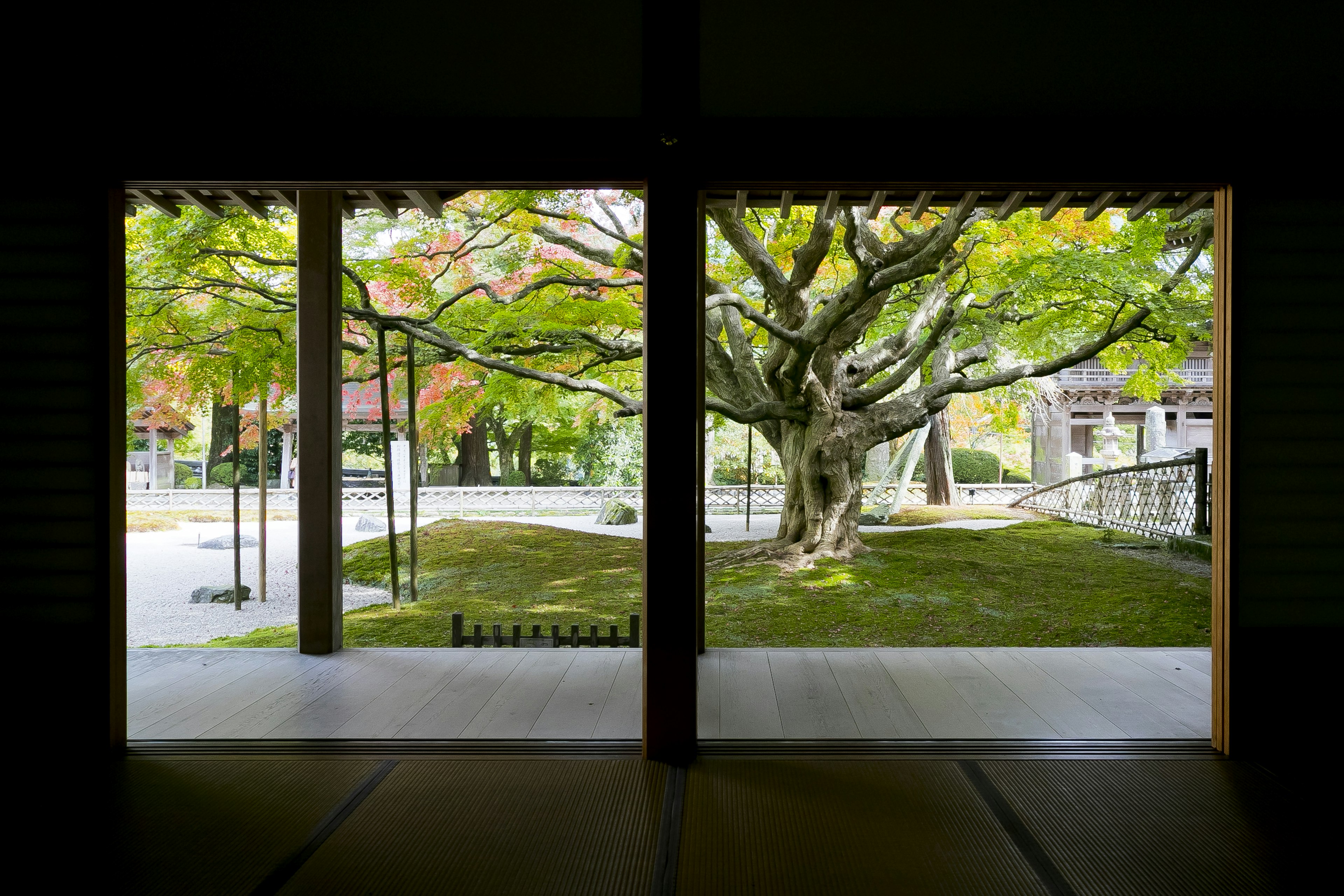 Blick auf einen traditionellen japanischen Garten mit einem großen Baum von einer Holzstruktur