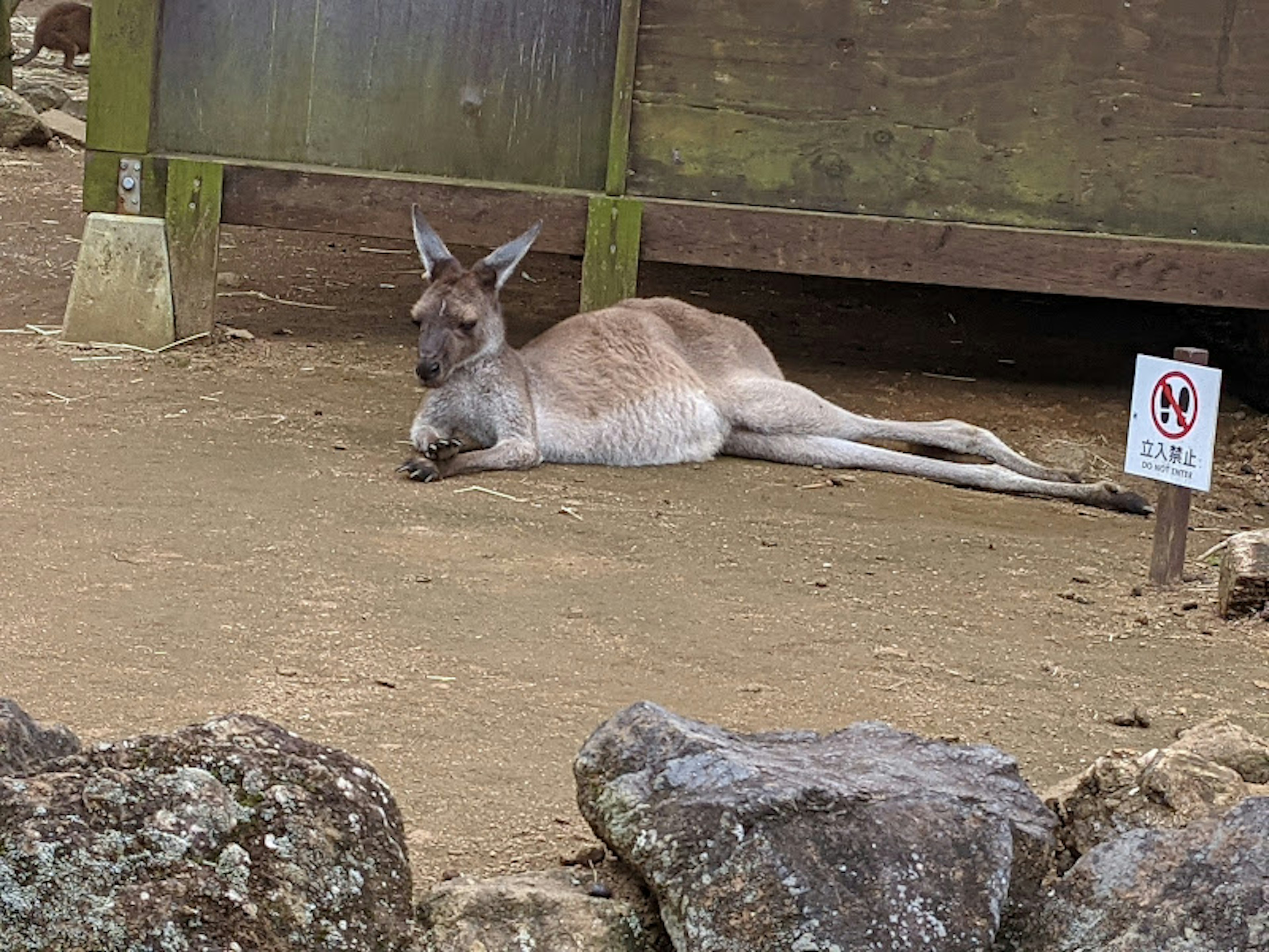 A kangaroo lying on the ground relaxing