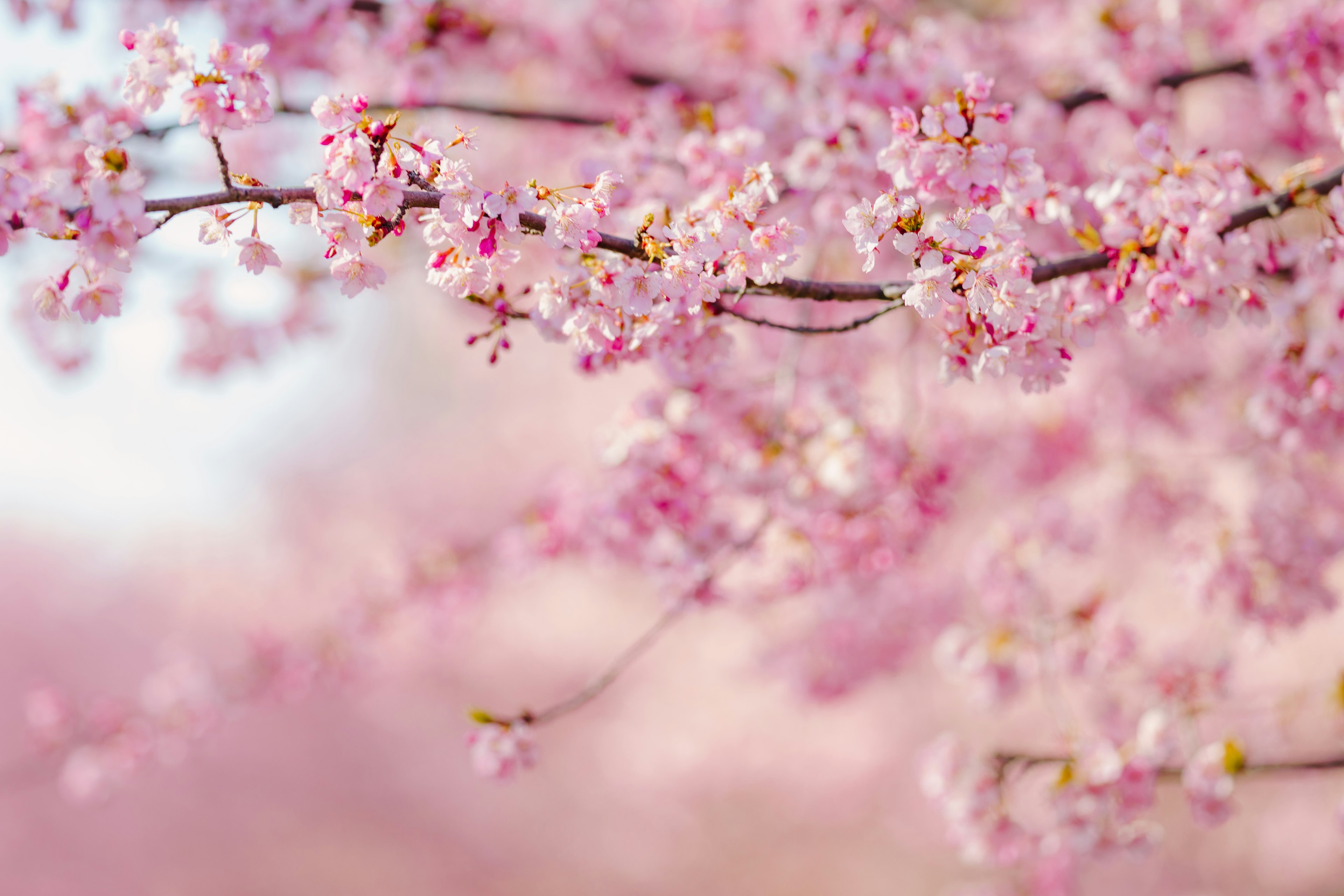 Primo piano di rami di ciliegio con fiori rosa morbidi