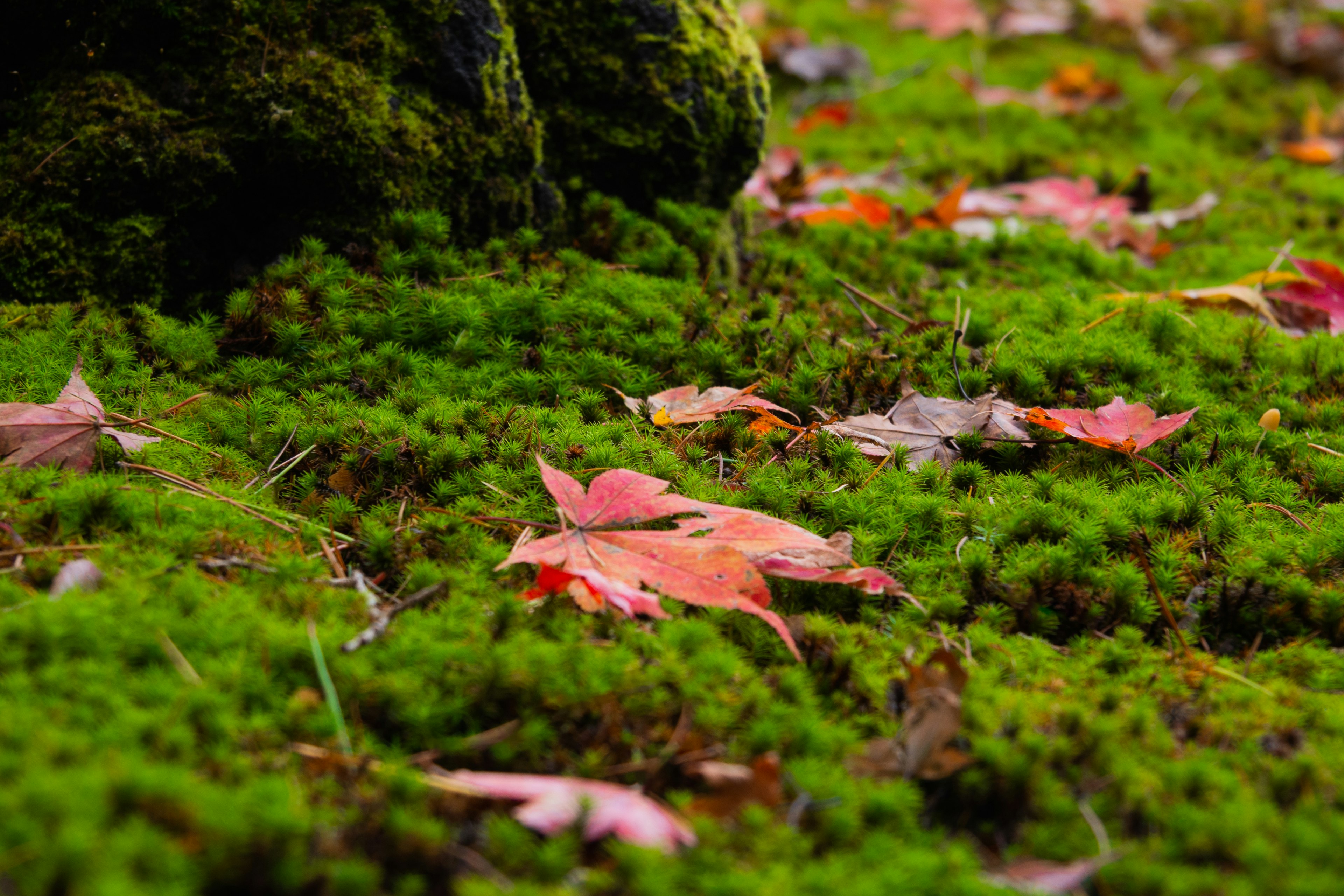 Hojas de otoño esparcidas sobre musgo verde