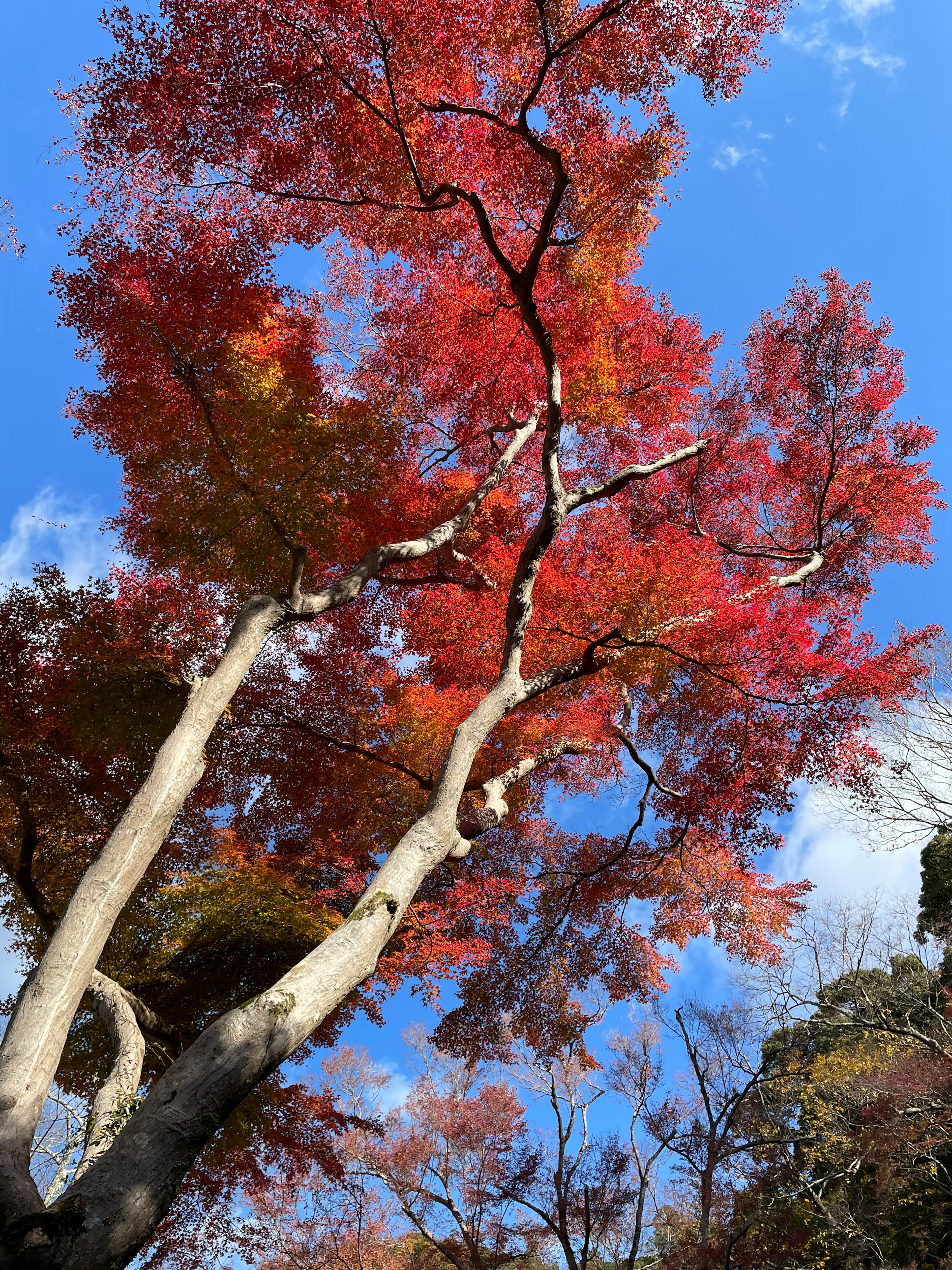 Vibrant autumn leaves on a tree against a blue sky