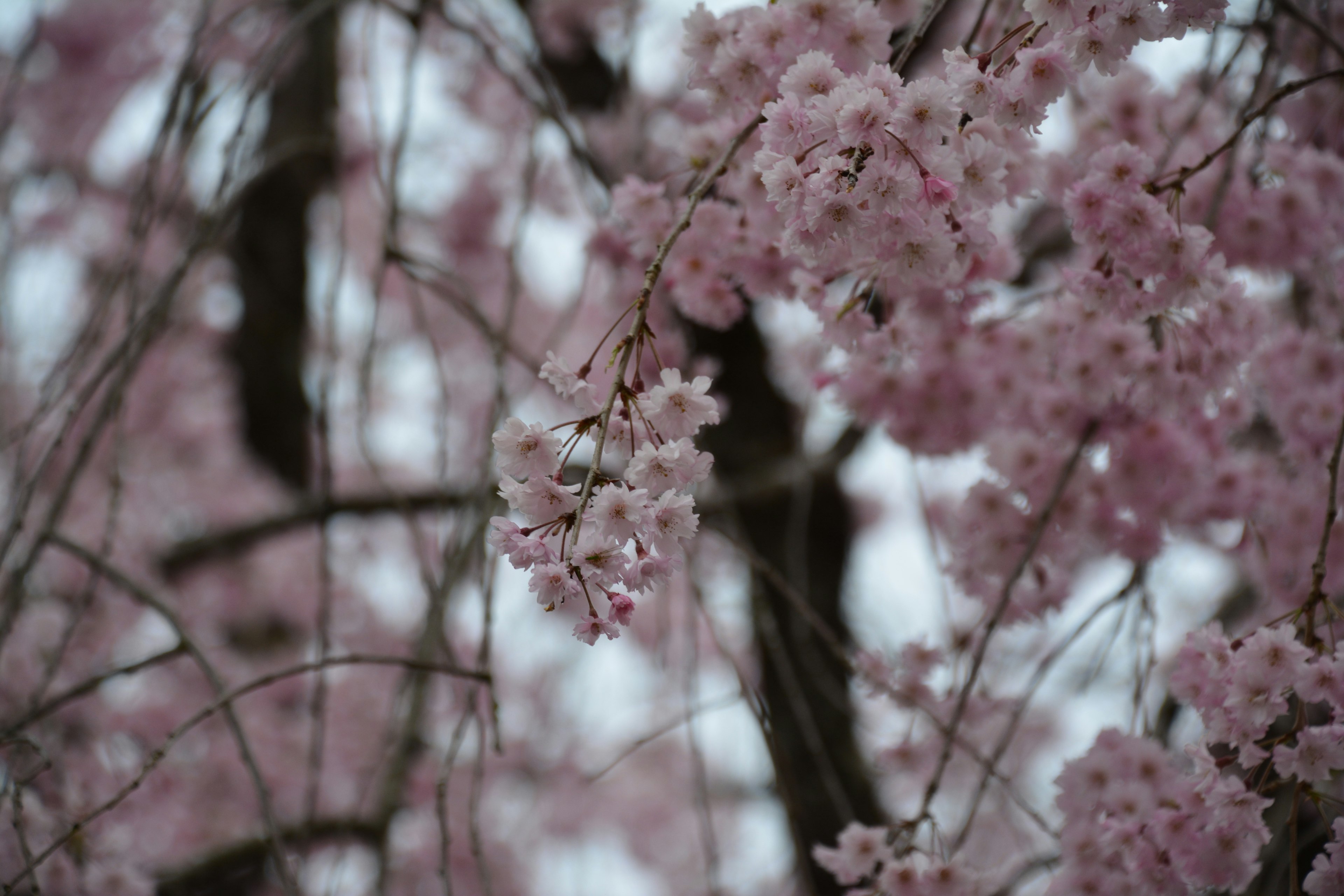 樱花树枝的特写，带有粉色花朵