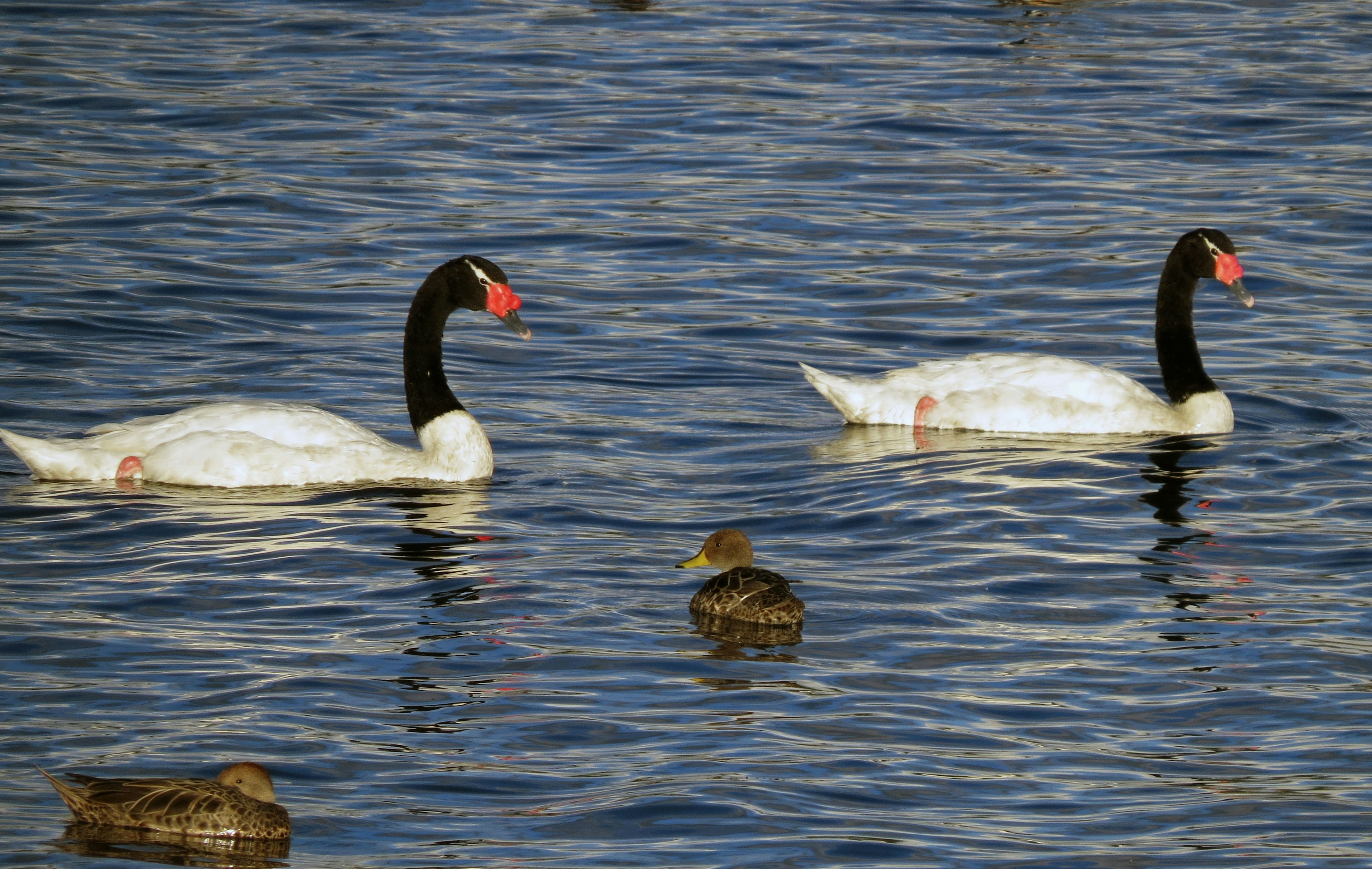 Two swans swimming on a blue water surface