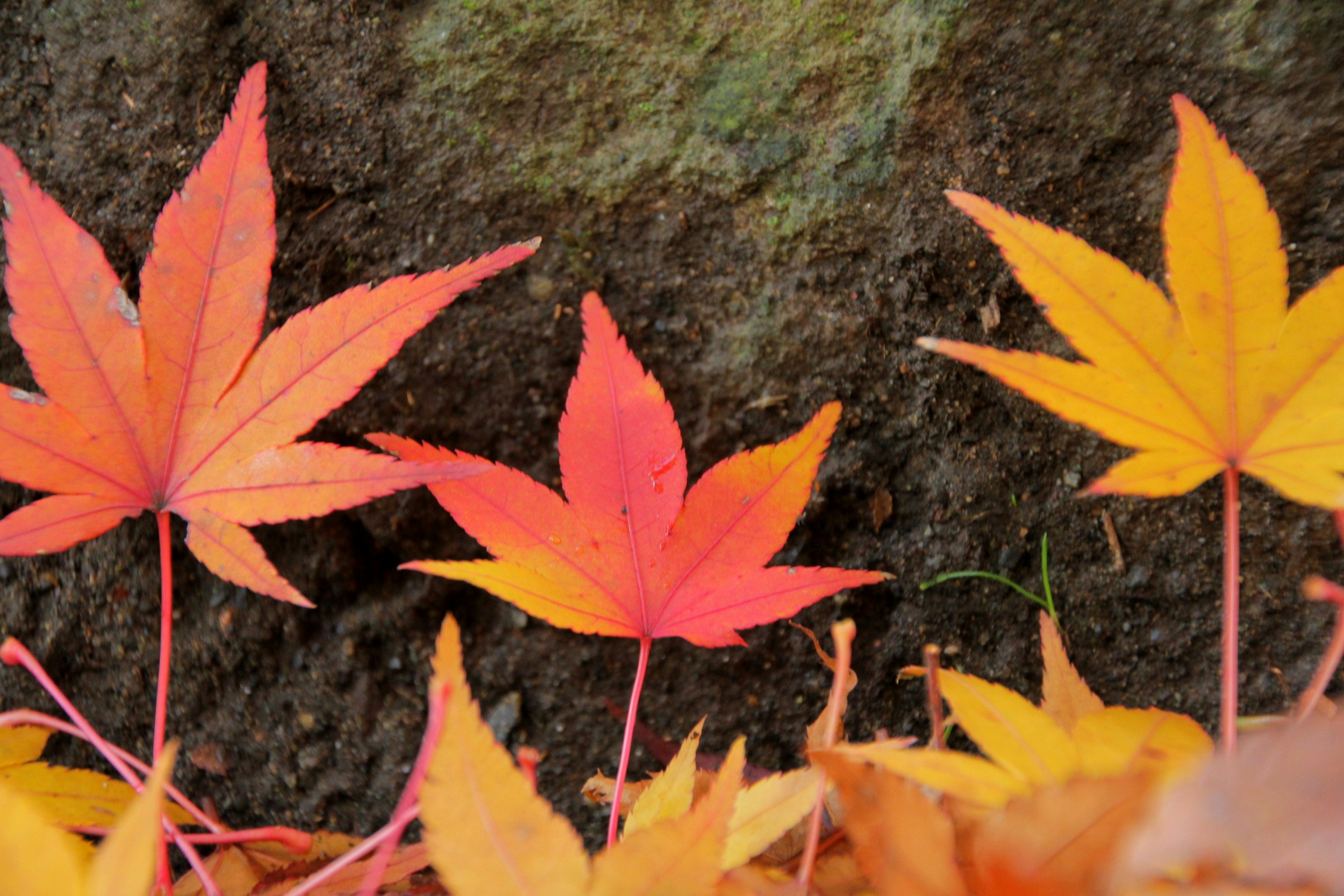 Feuilles d'érable d'automne colorées éparpillées sur le sol