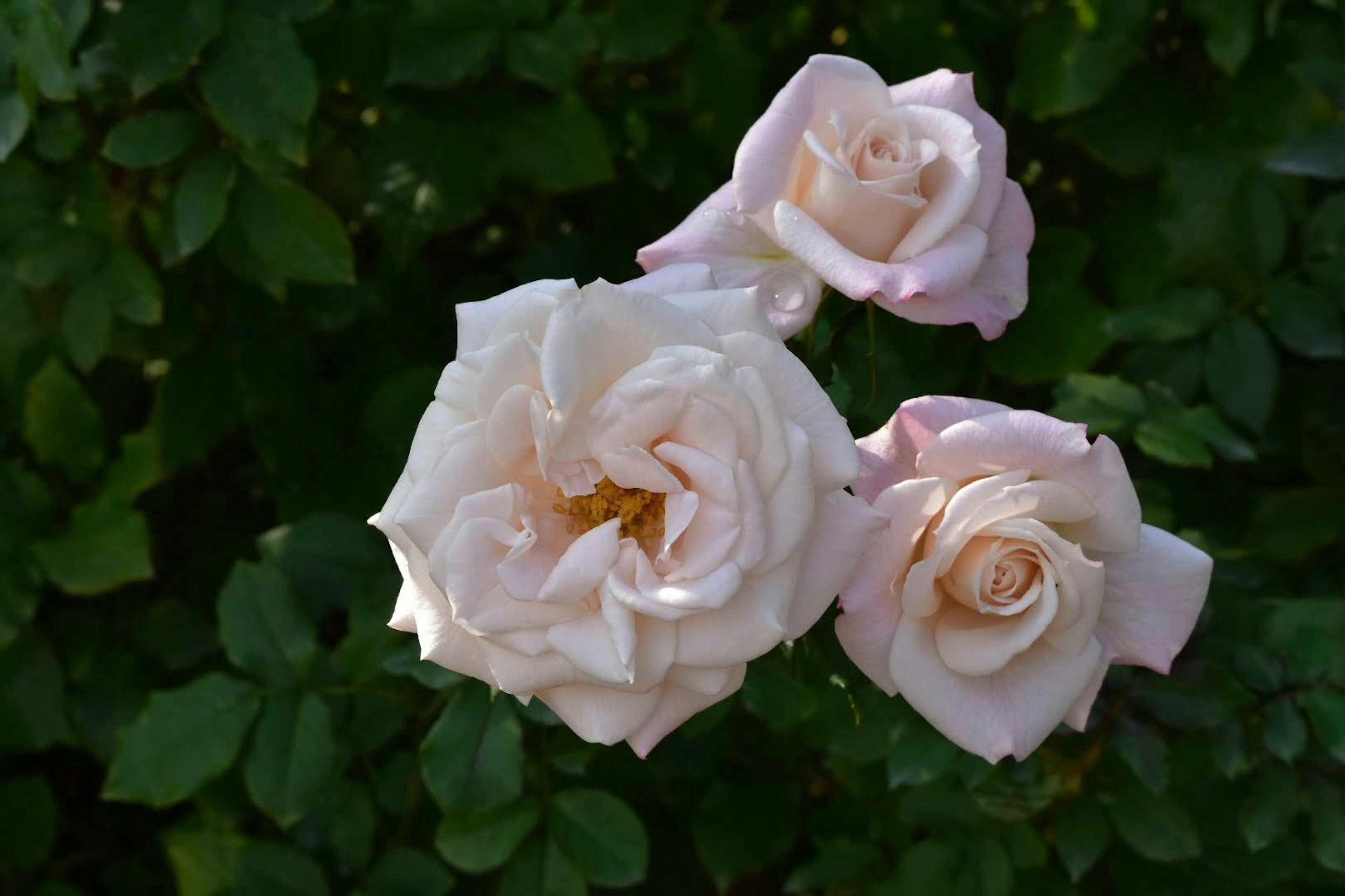 Hellrosa Rosen blühen zwischen grünen Blättern