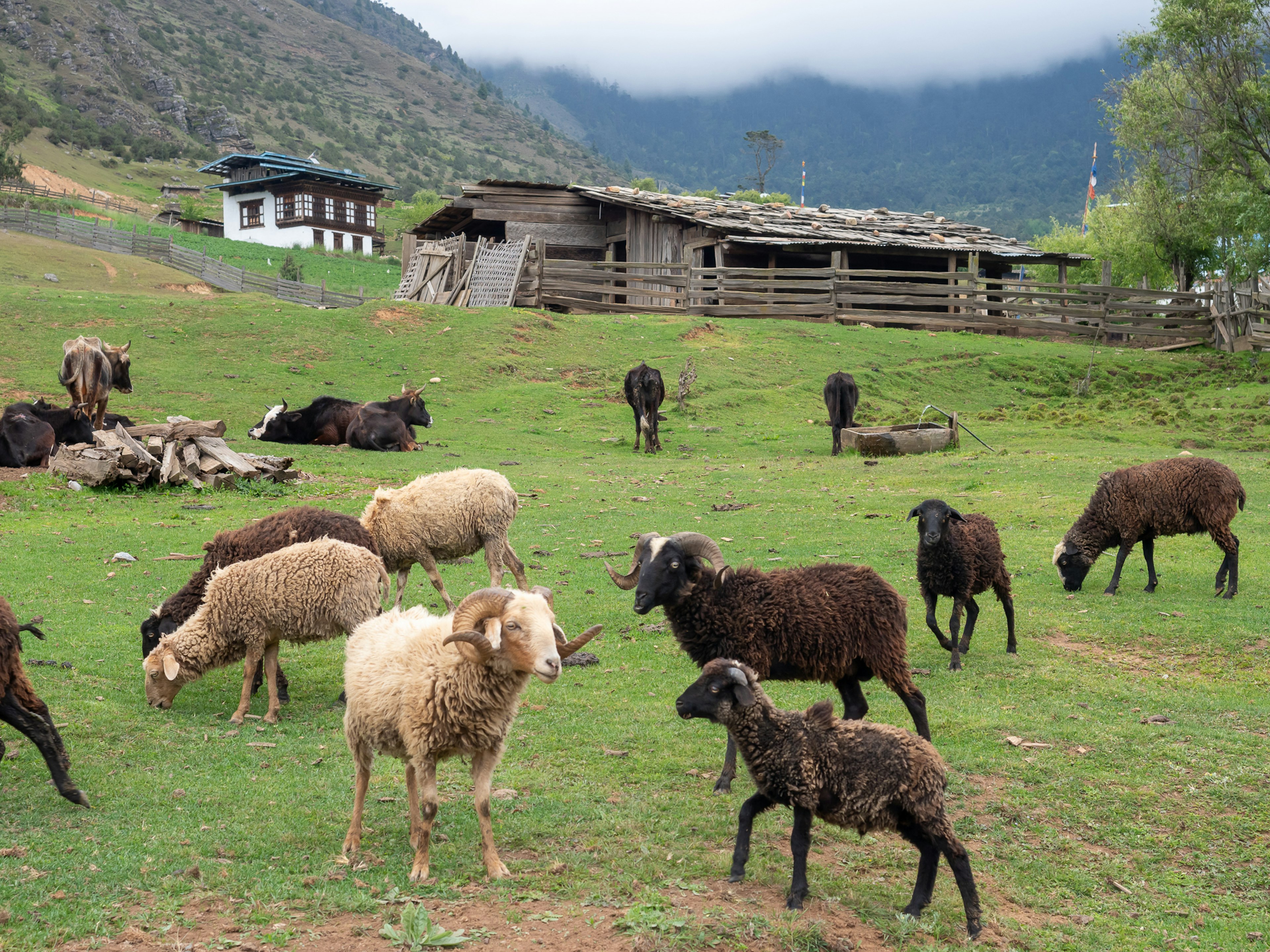 Eine Landschaft mit Schafen, die Gras fressen ein altes Holzhaus im Hintergrund