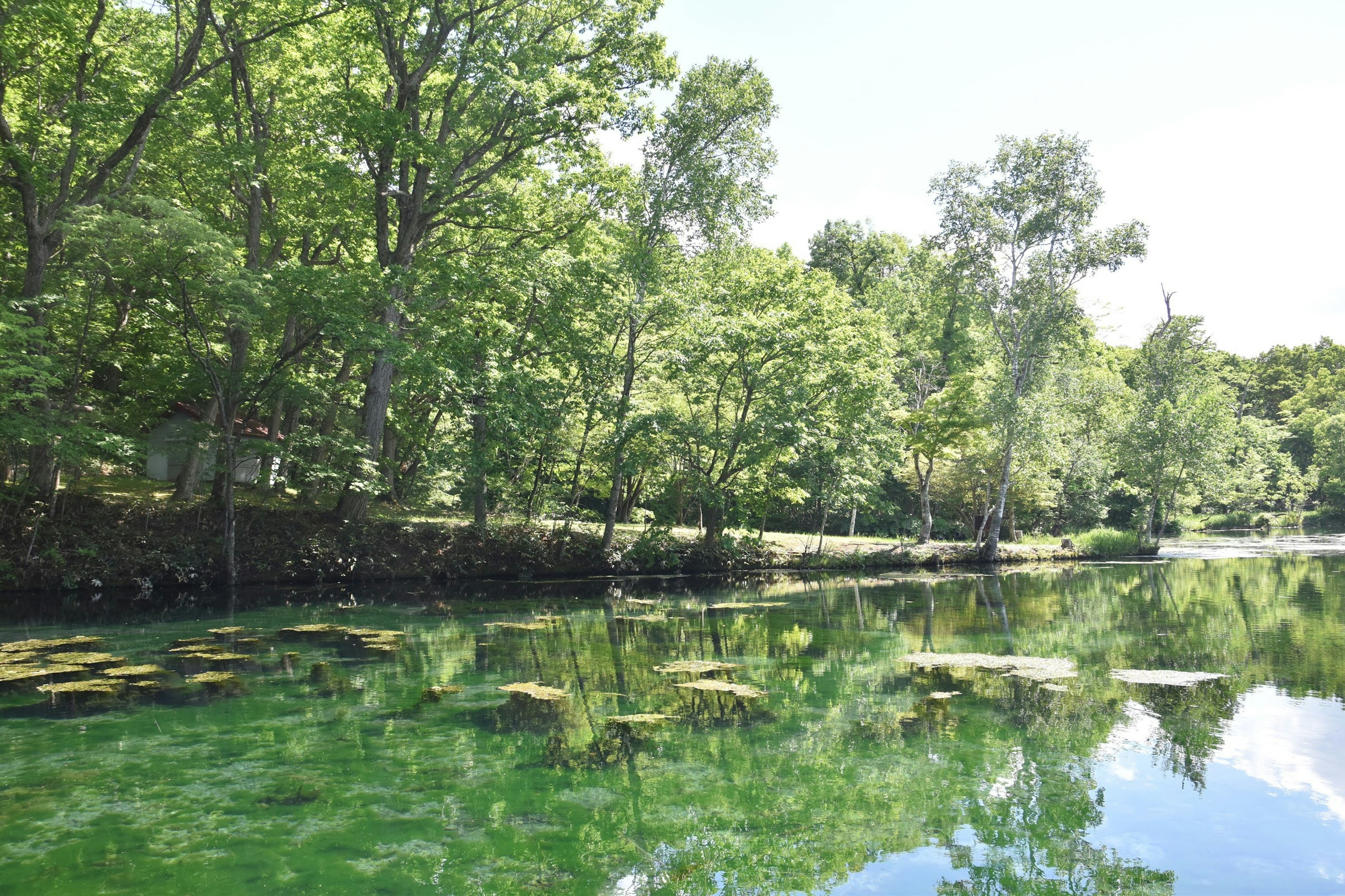 緑豊かな木々に囲まれた静かな池の風景