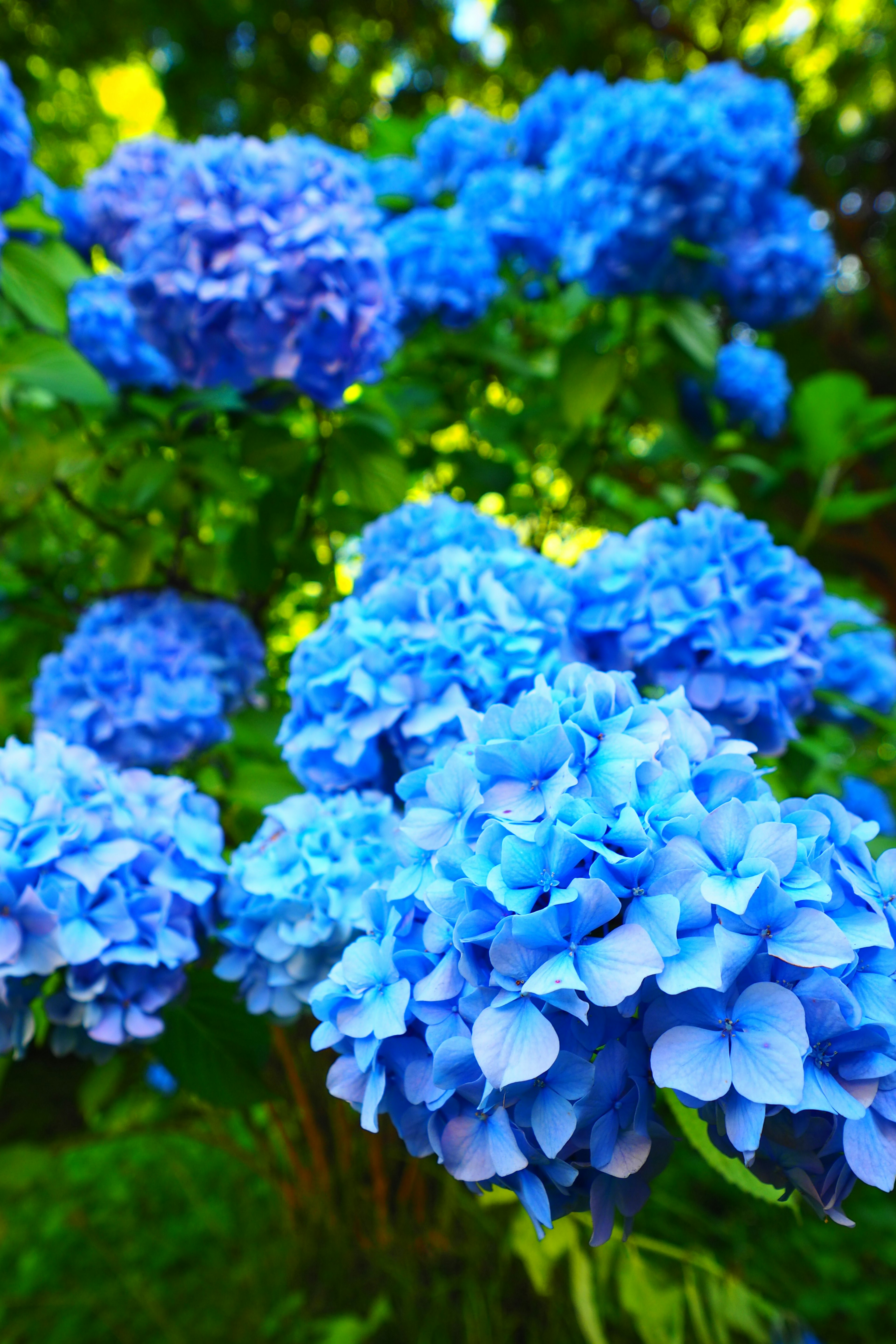 A close-up of blue hydrangea flowers in a garden