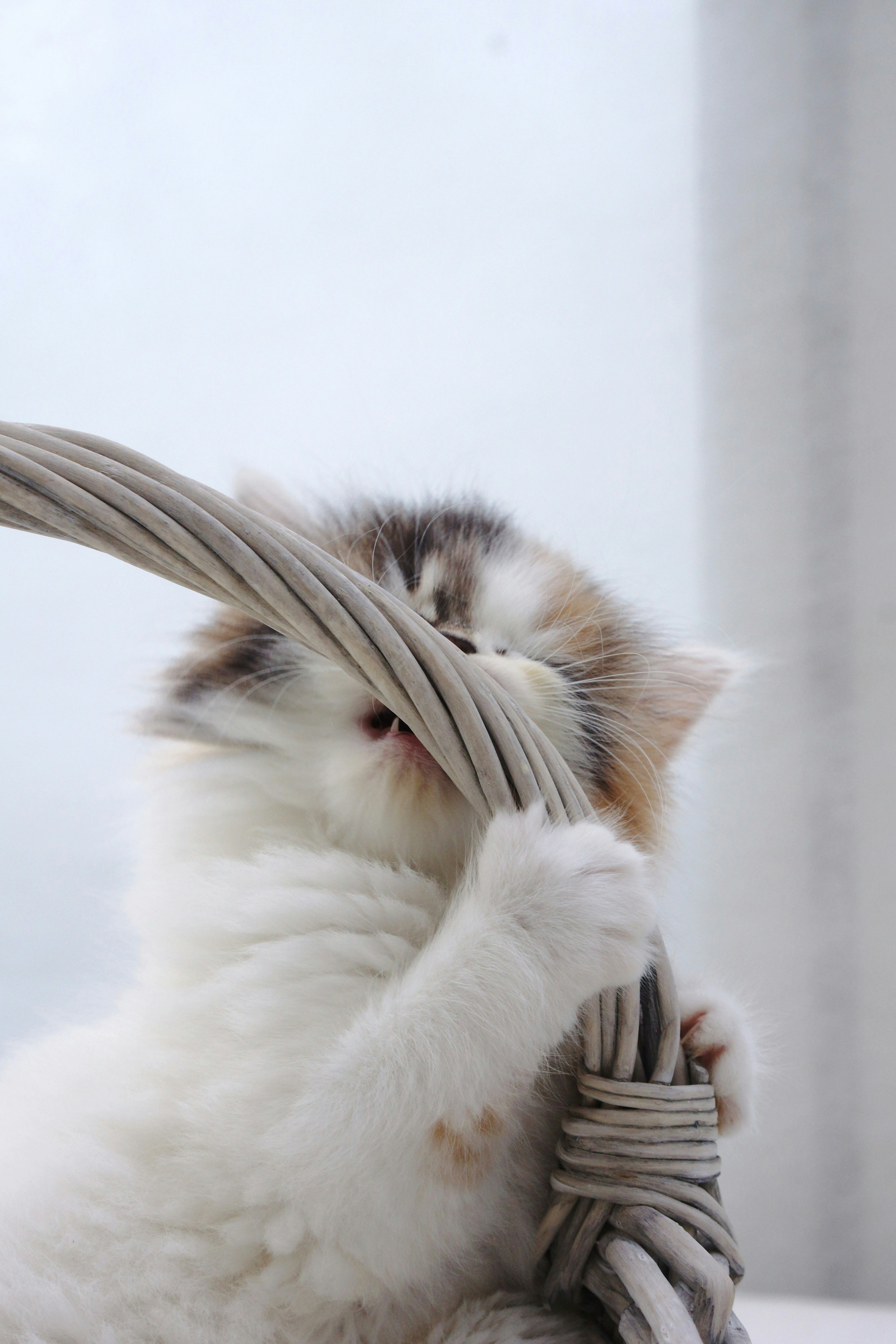 A cat playfully biting a rope in a cozy setting