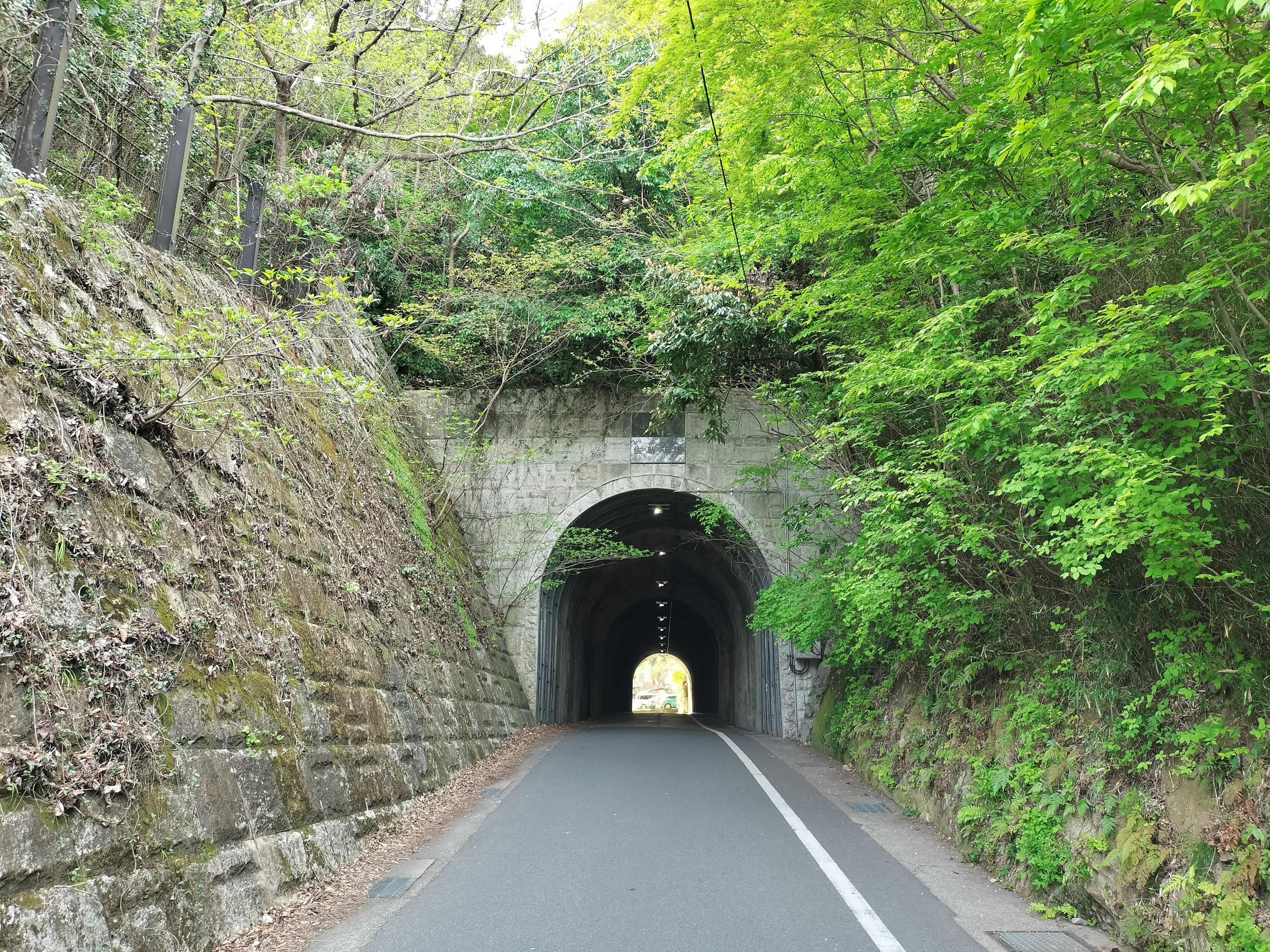 Road leading to a tunnel surrounded by lush green foliage