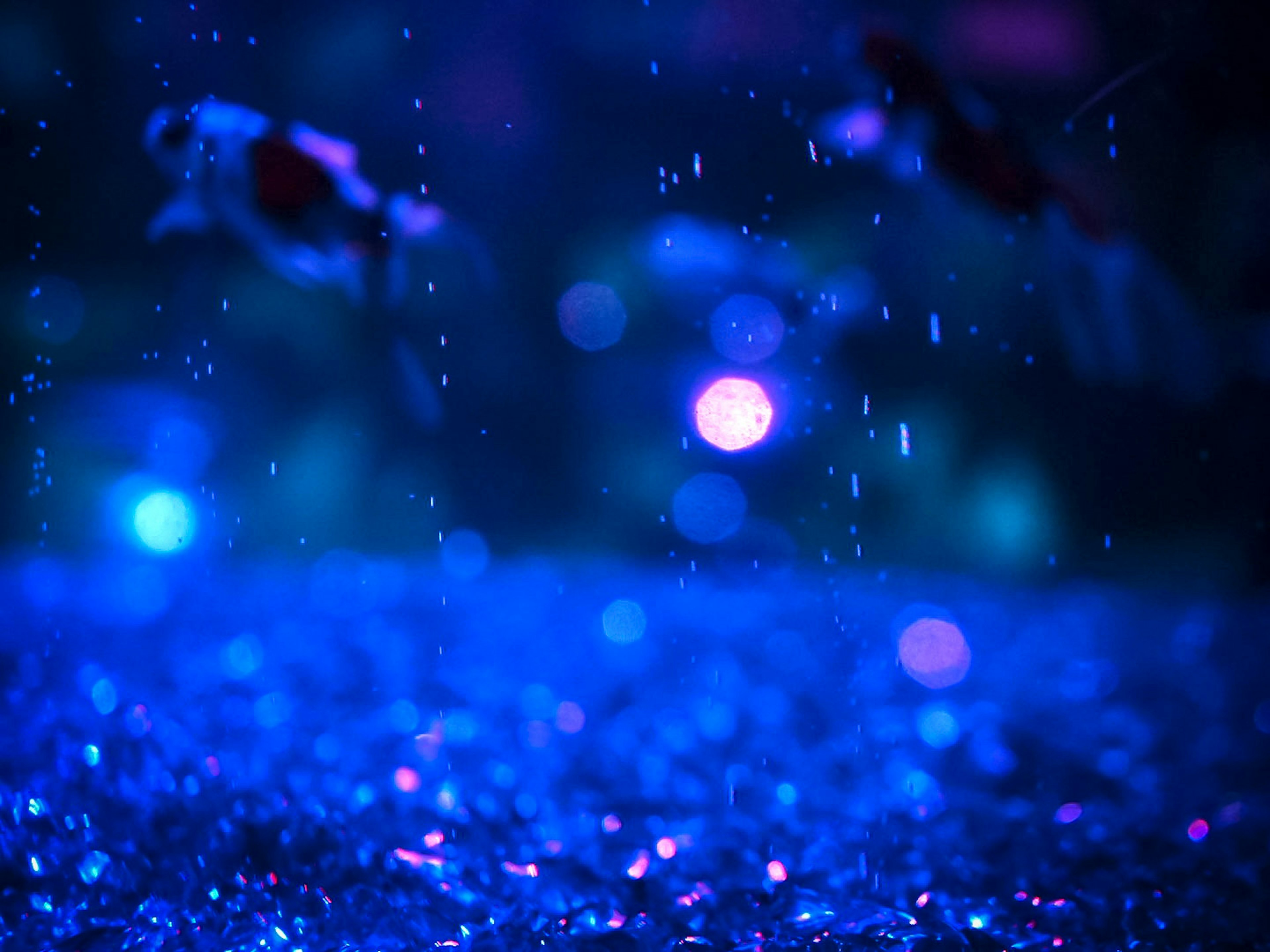 Goldfish swimming in a shimmering blue underwater scene with droplets