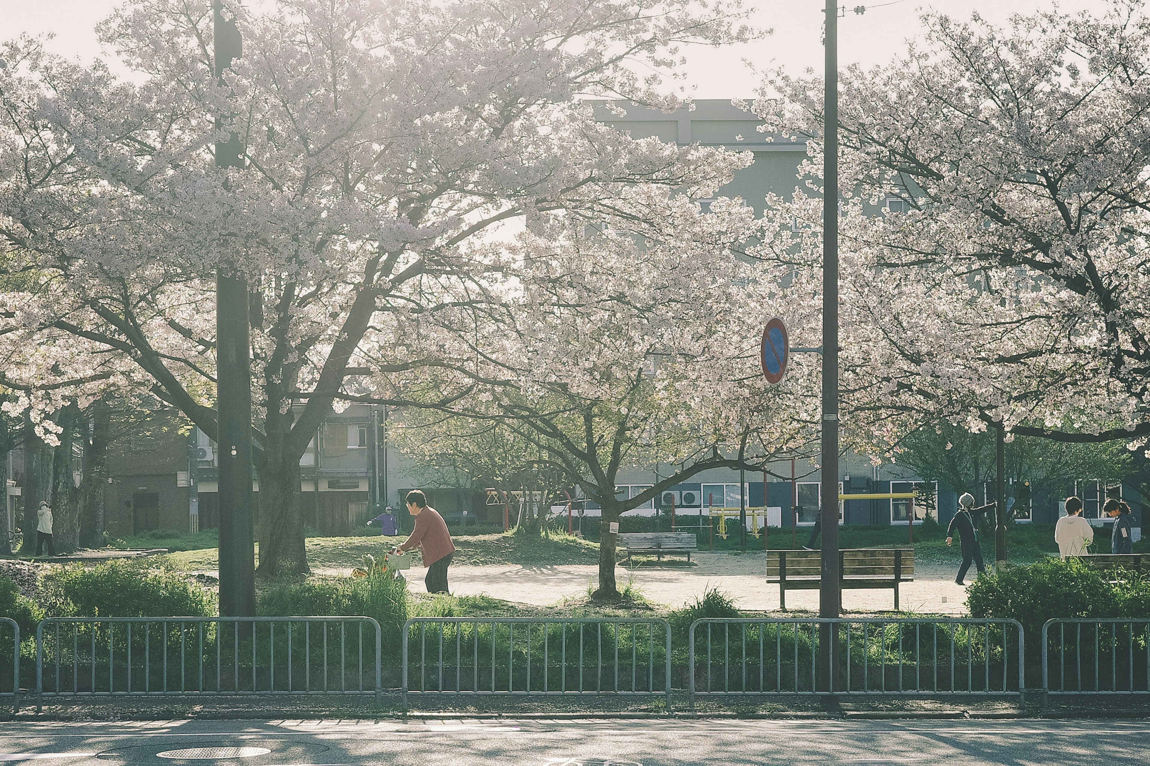 Scenic park view with blooming cherry trees and people walking