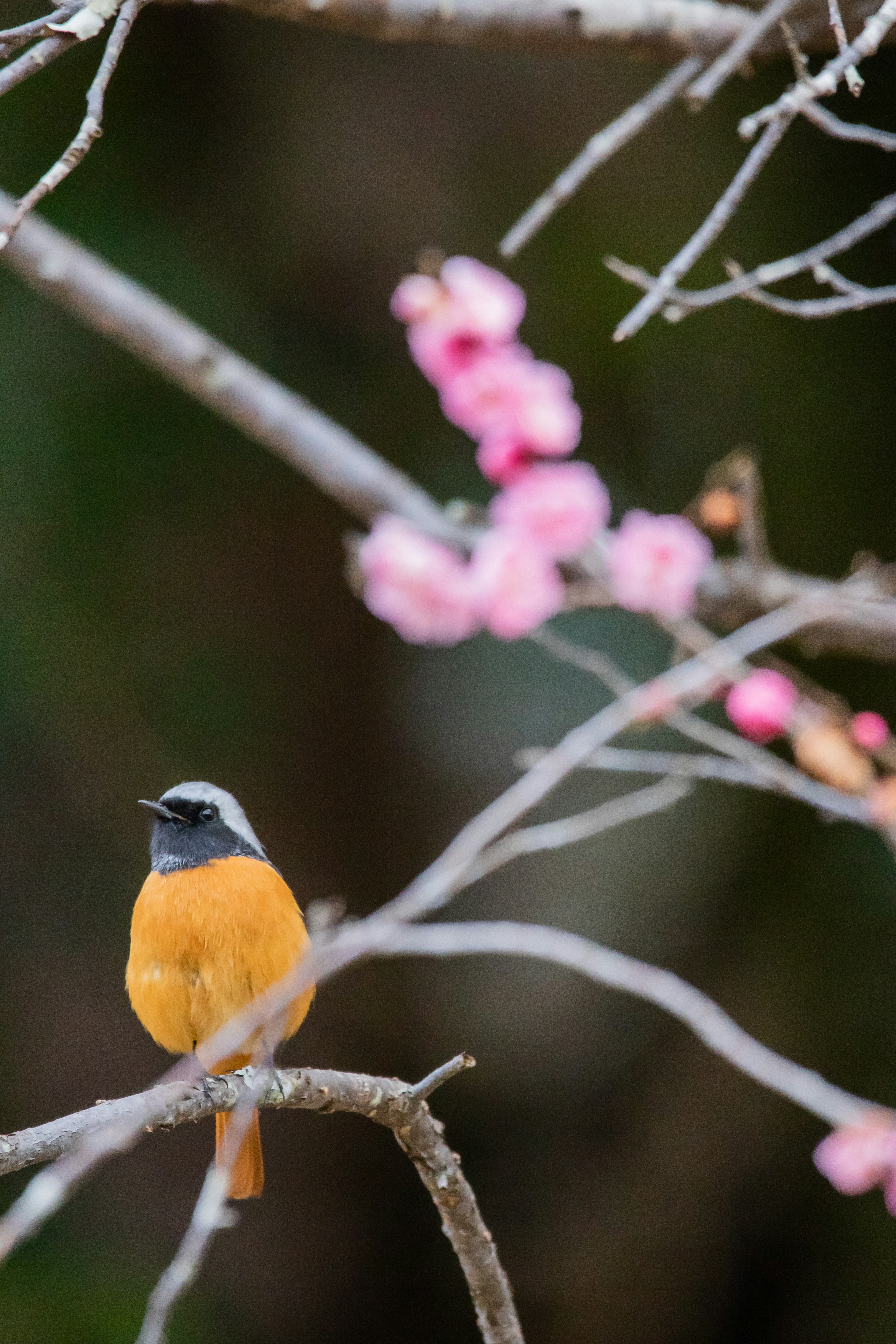 オレンジ色の鳥が桜の枝に止まっている