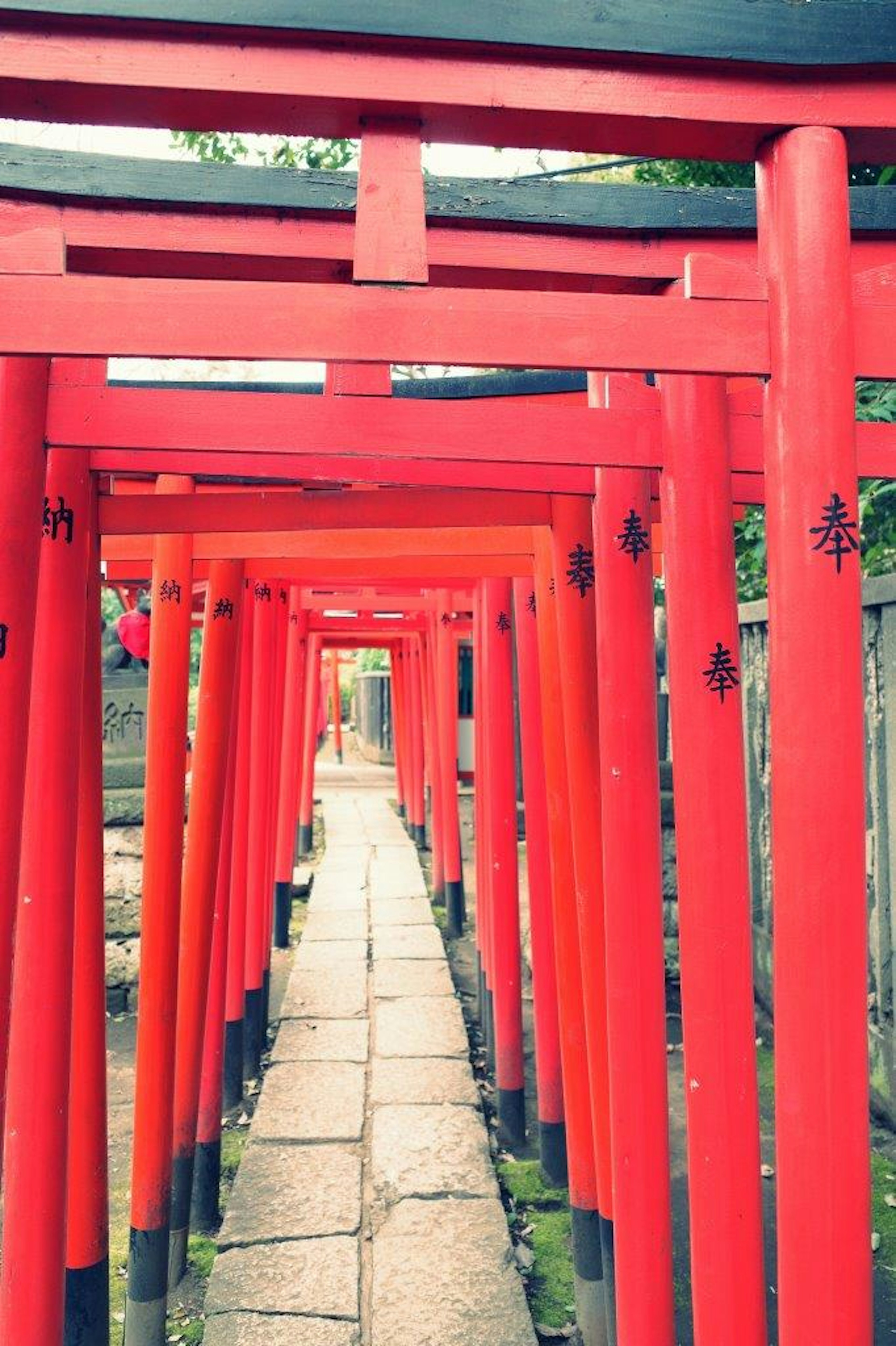 赤い鳥居が並ぶ道の風景