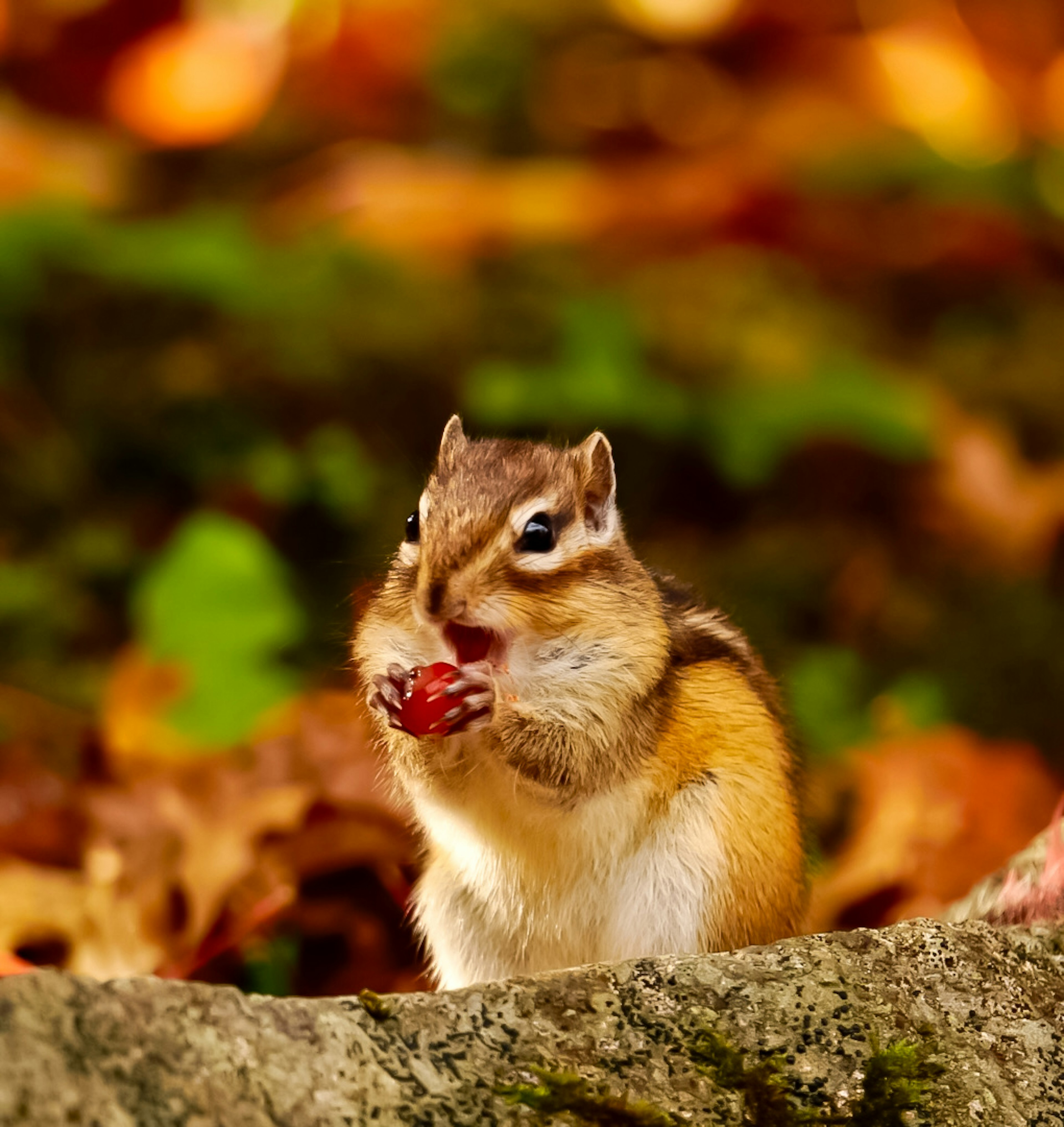 Ein Streifenhörnchen, das eine rote Beere auf einem Baumstamm isst, umgeben von Herbstblättern