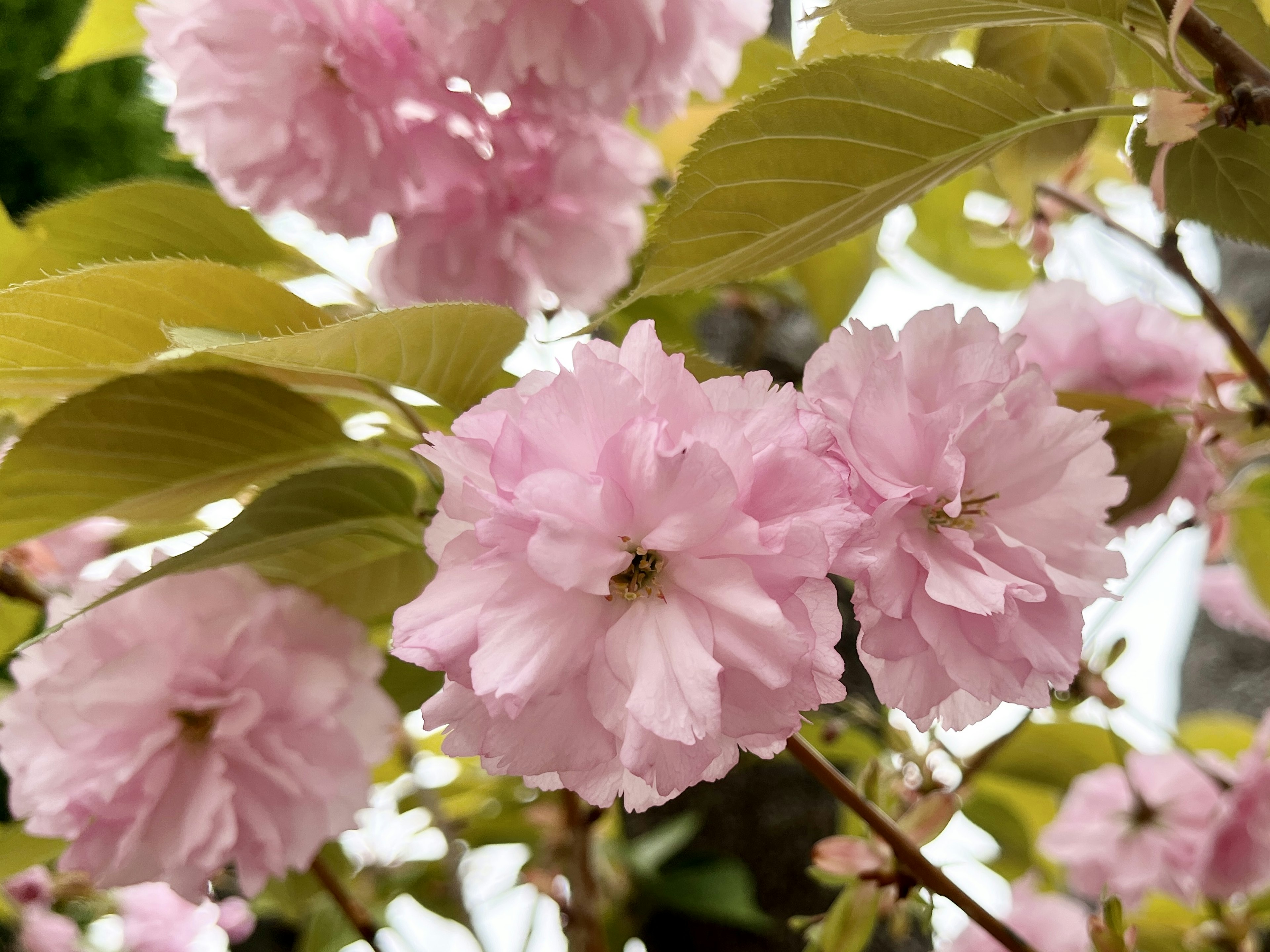 Gros plan de belles fleurs de cerisier roses avec des feuilles vertes