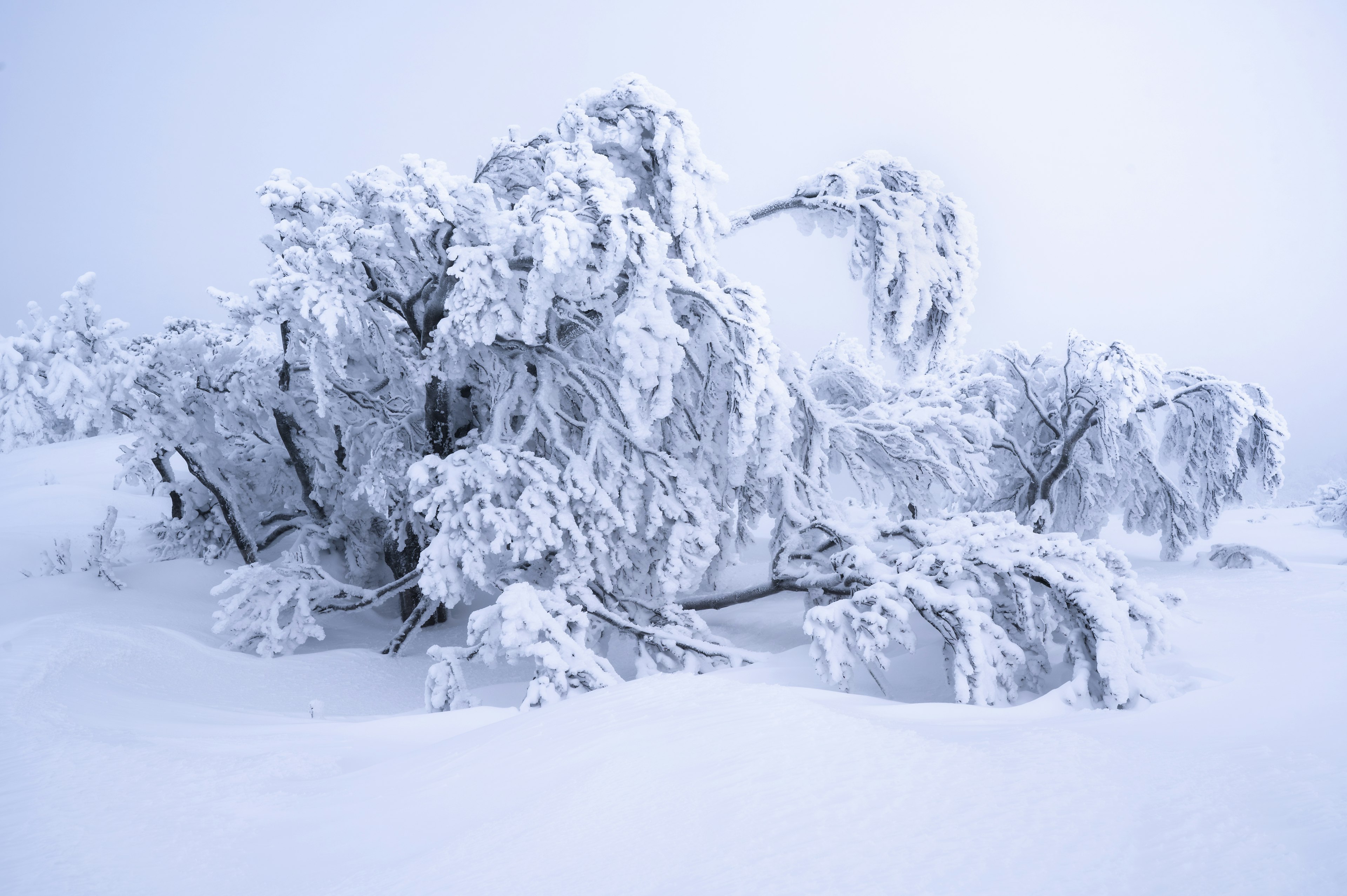 Ramas cubiertas de nieve con un paisaje nevado