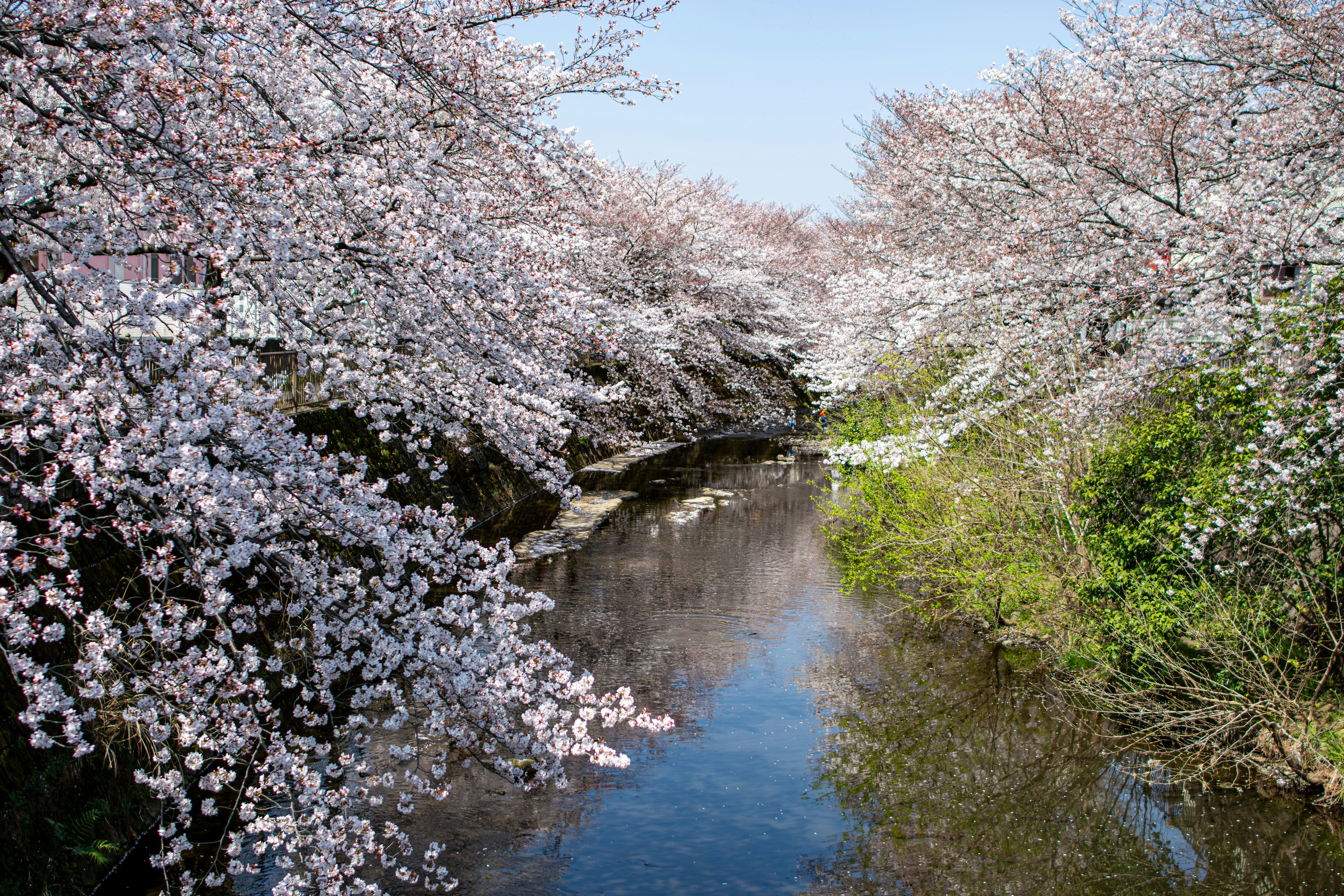 樱花树环绕着河流的美丽风景