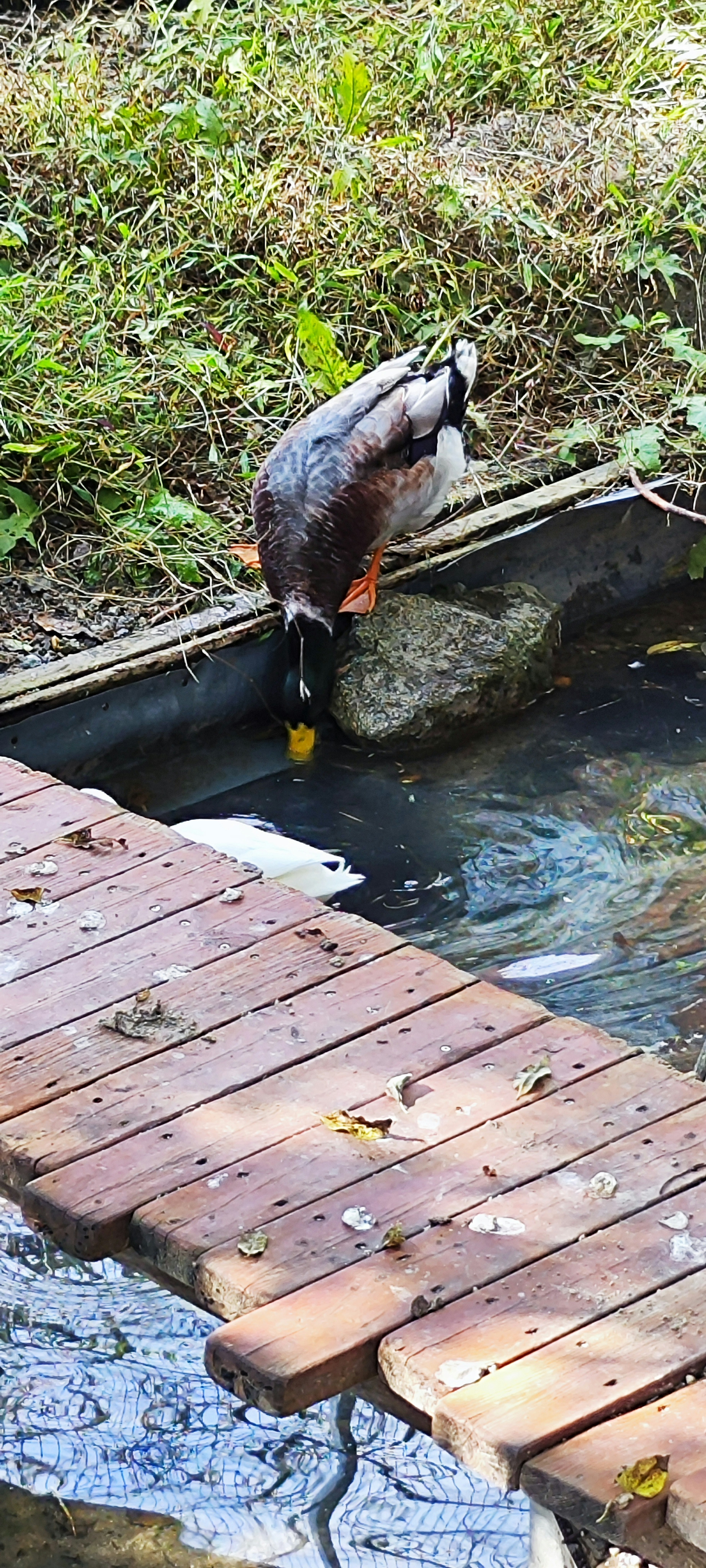 A duck searching for something at the water's edge with a wooden walkway