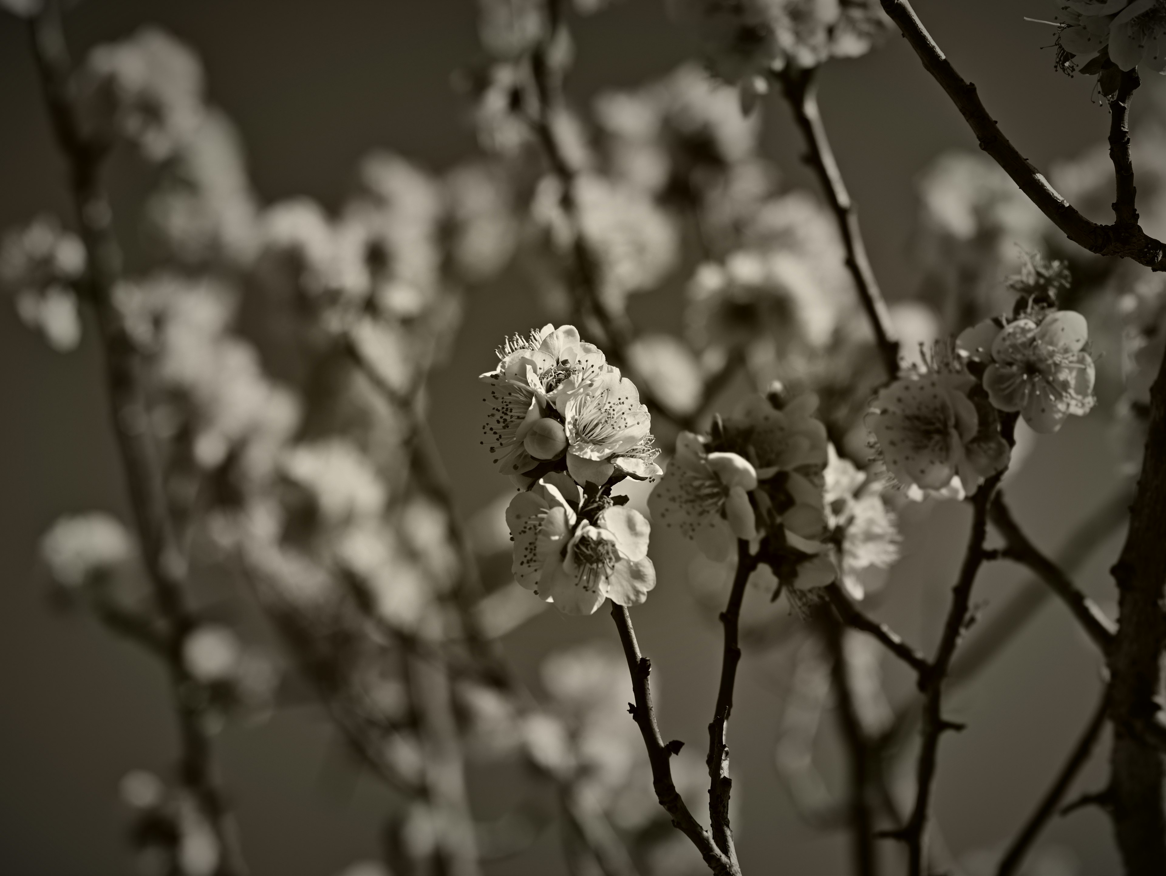 Close-up of branches with white blossoms