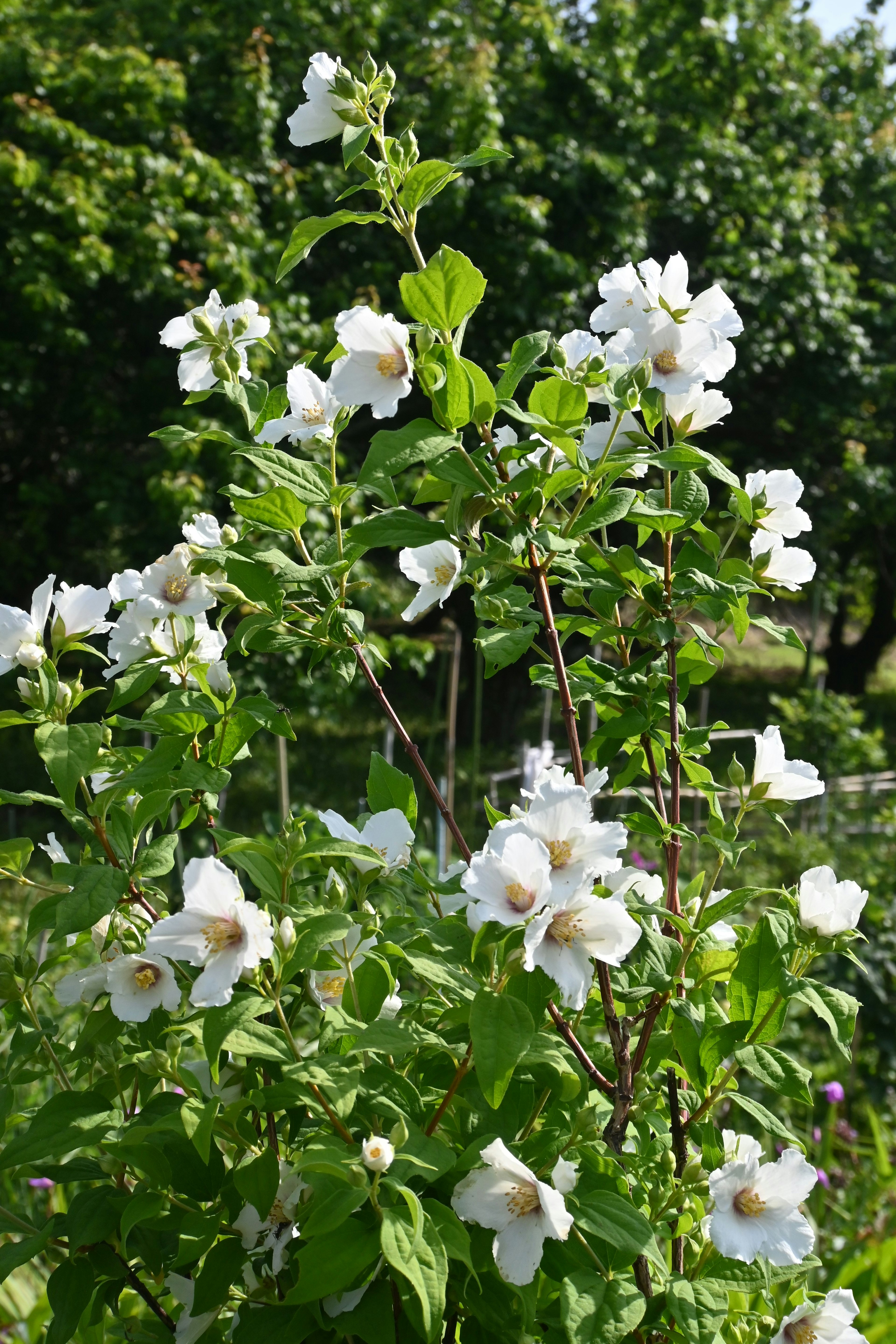 Primo piano di una pianta fiorita con fiori bianchi e foglie verdi in un giardino