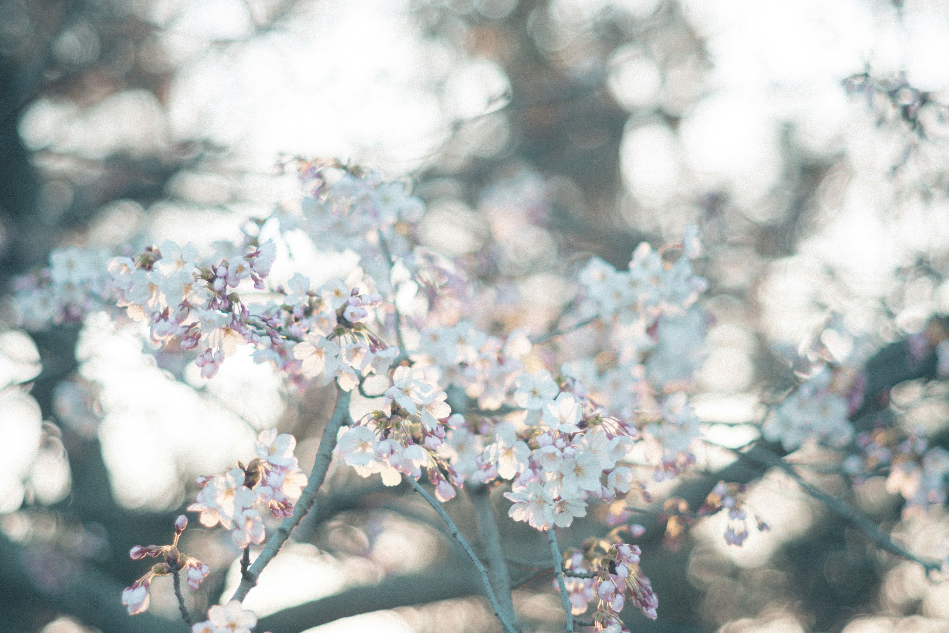 Gros plan sur des branches de cerisier en fleurs avec des couleurs douces