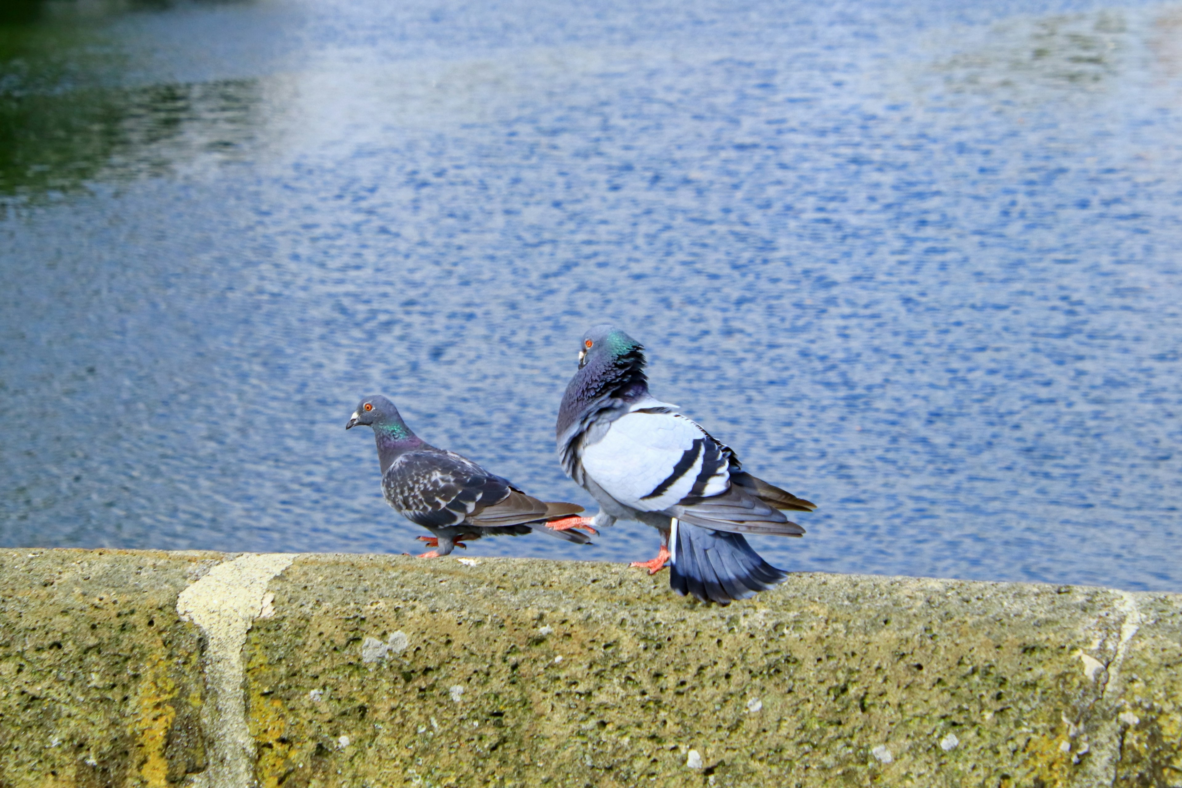 Two pigeons perched on a stone wall by the water