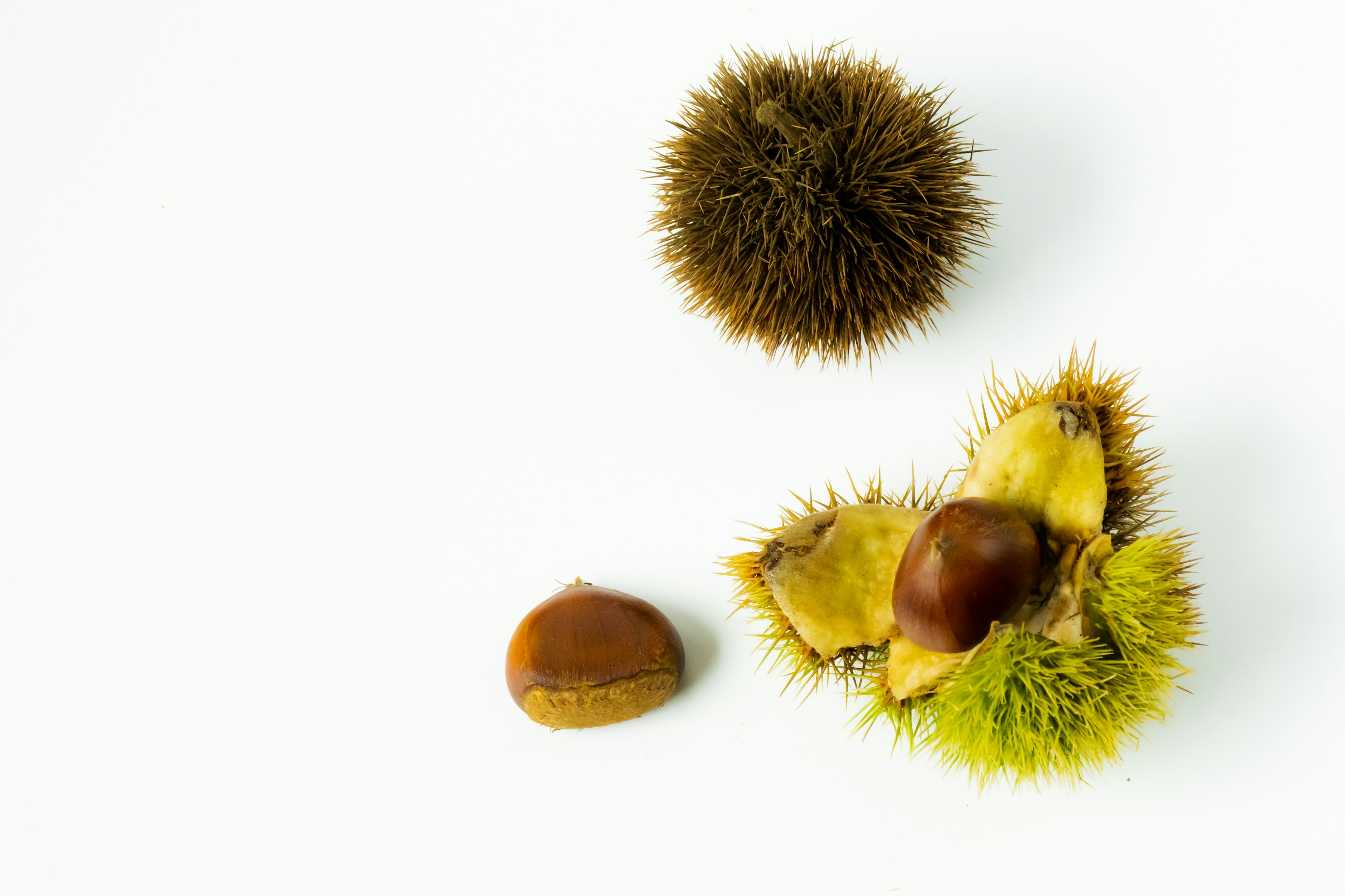 Beautiful chestnuts and their husks arranged on a white background