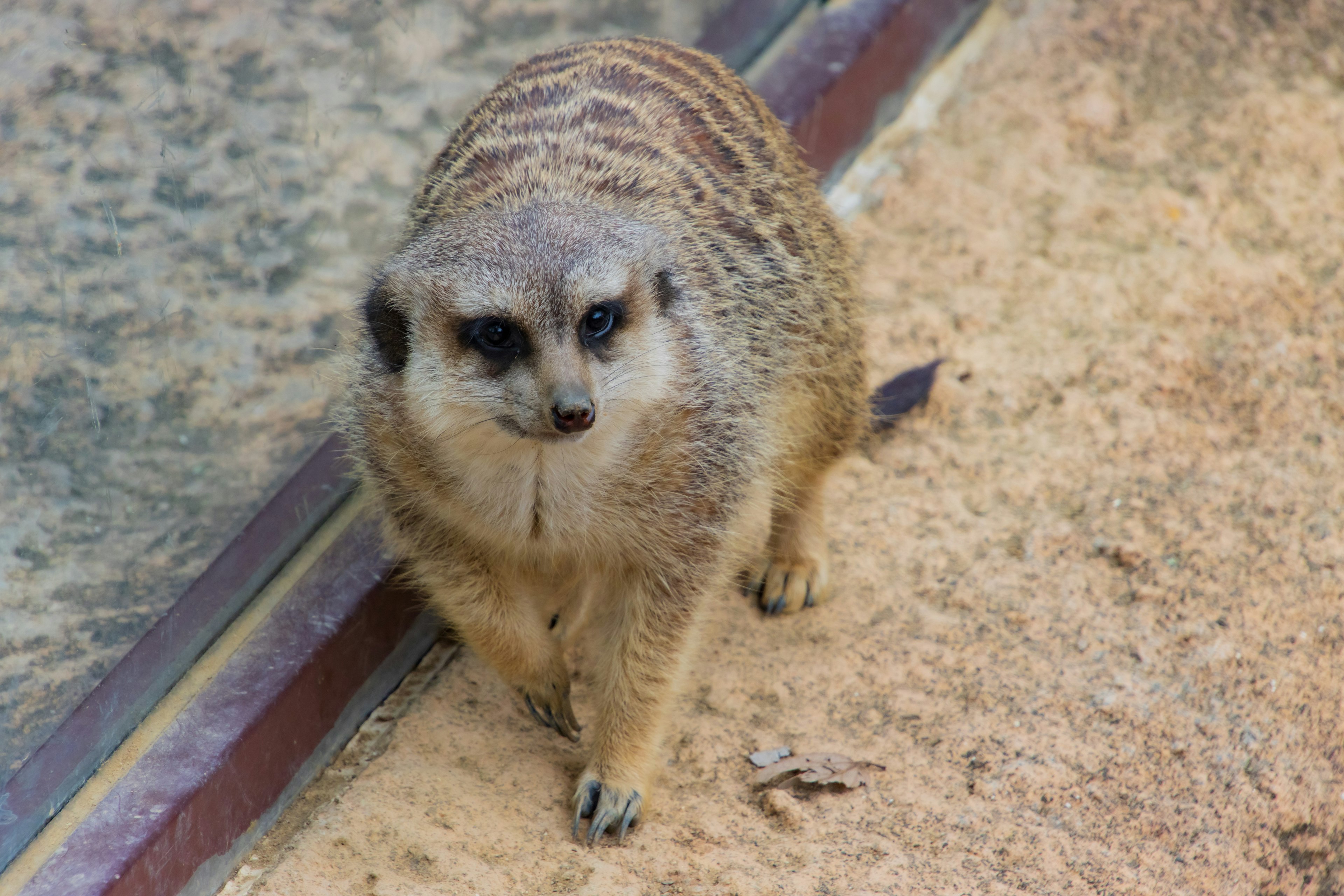 Seekor meerkat berjalan di atas tanah berpasir