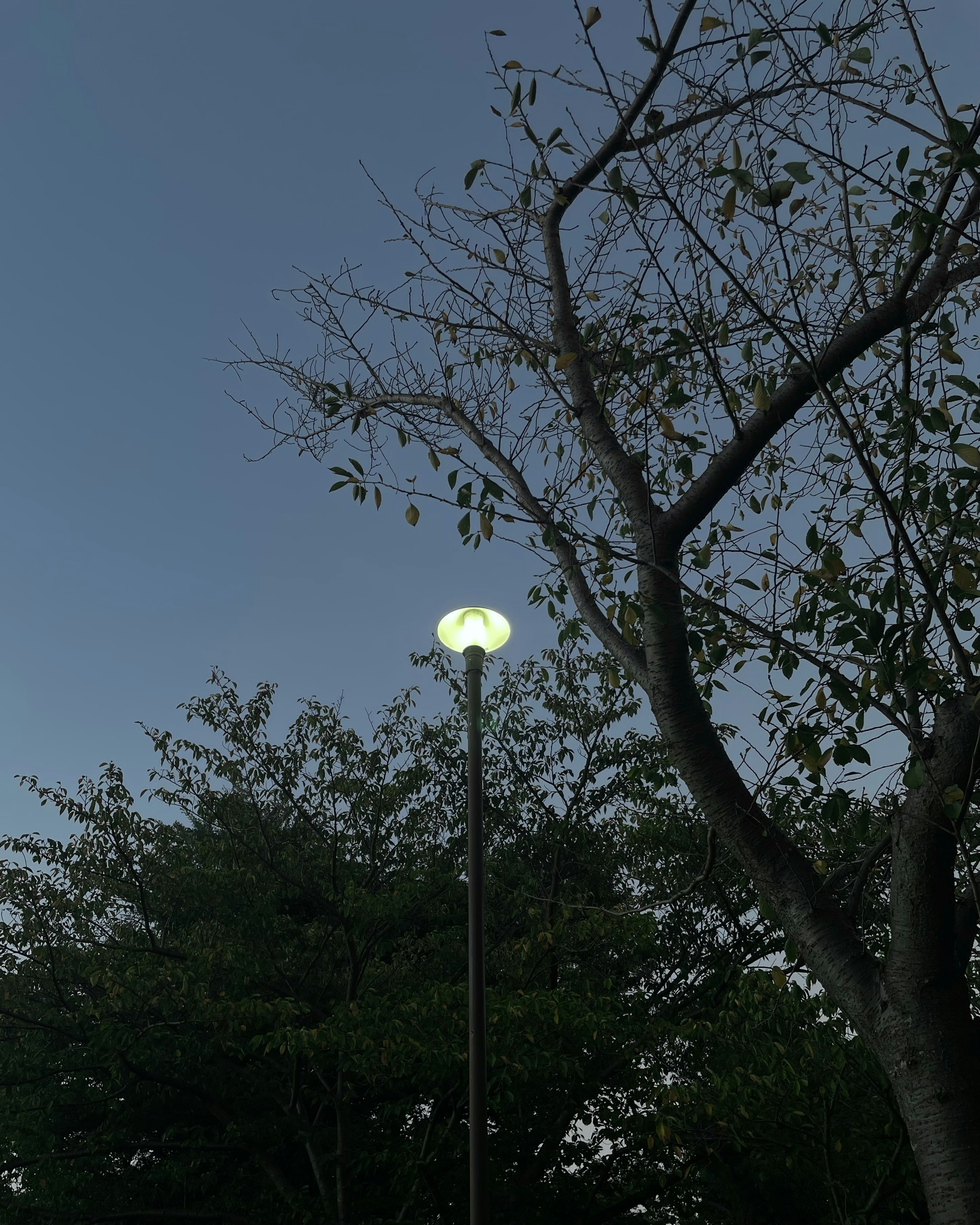 Una farola iluminando un cielo crepuscular con ramas desnudas