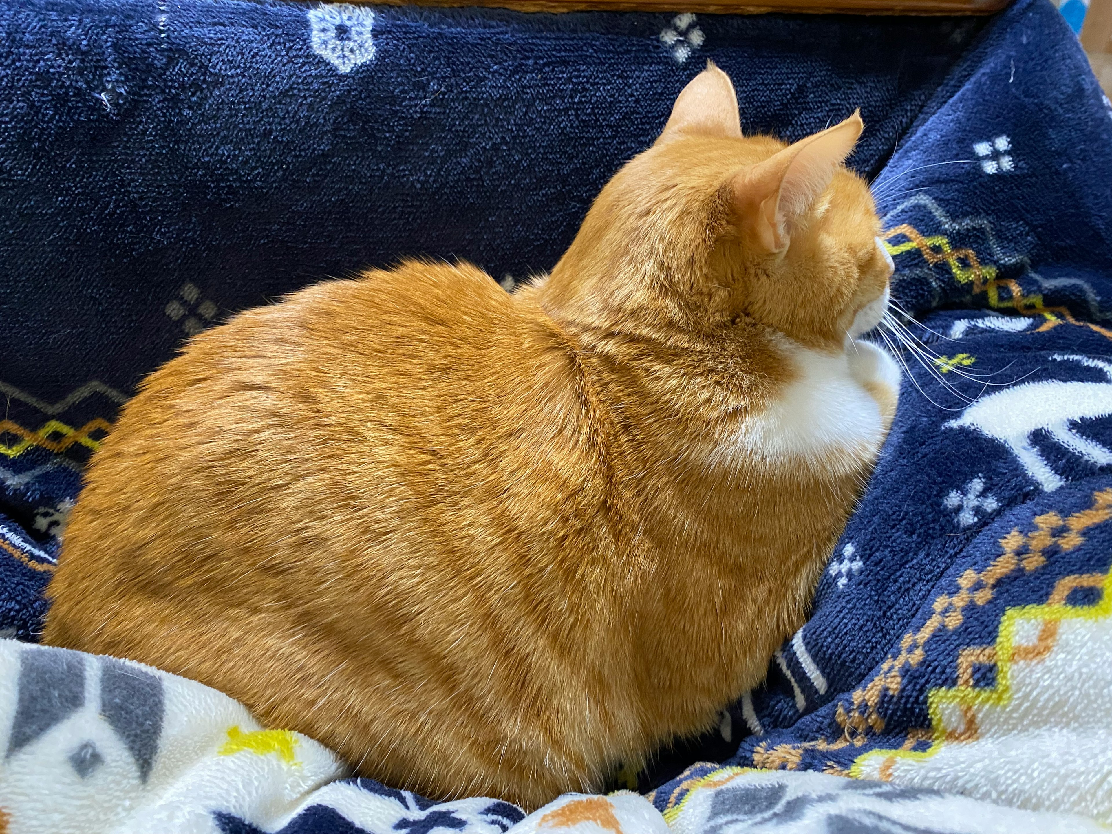 Chat orange assis sur une couverture bleue