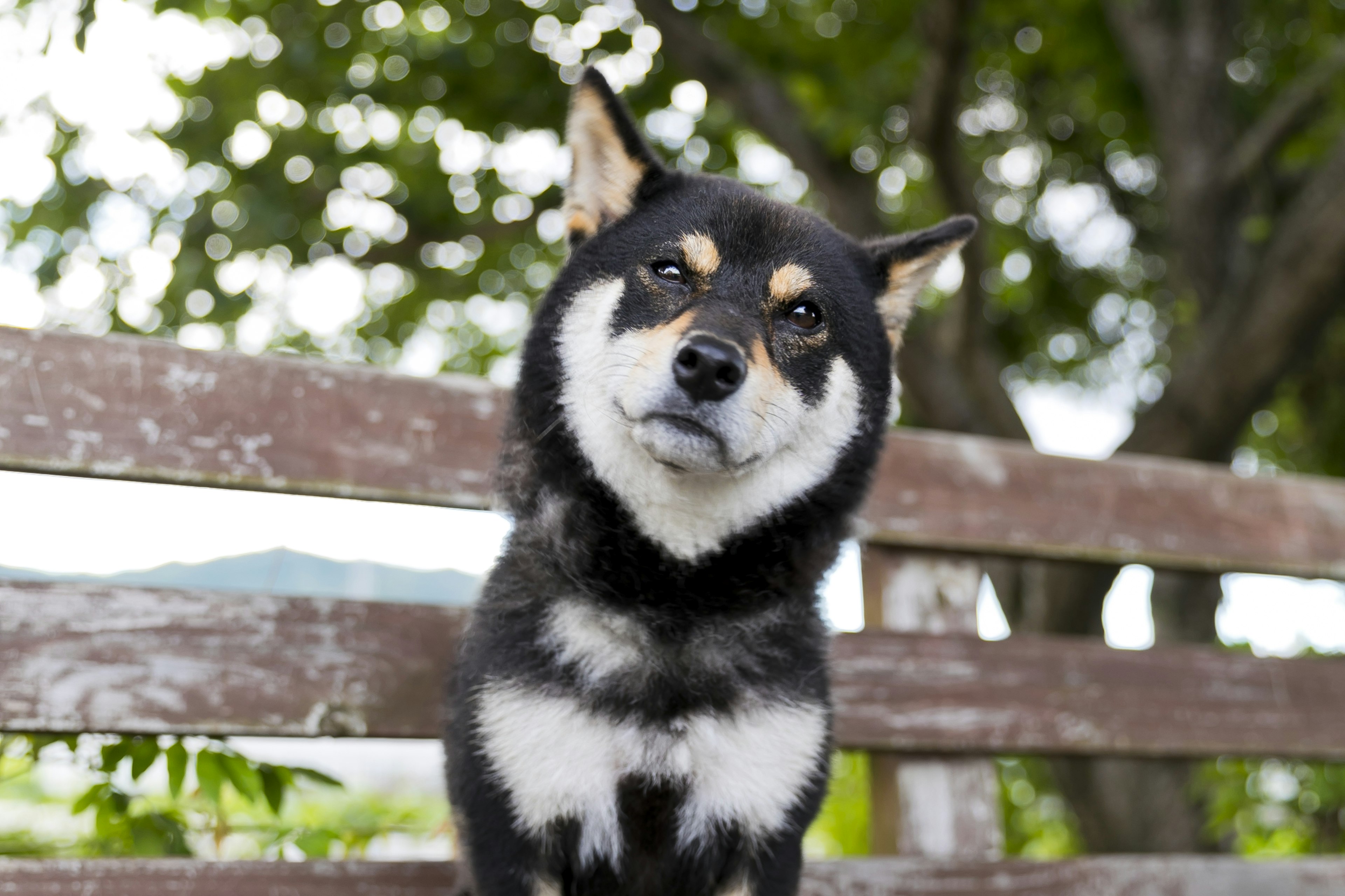 Một chú Shiba Inu đen ngồi trên ghế