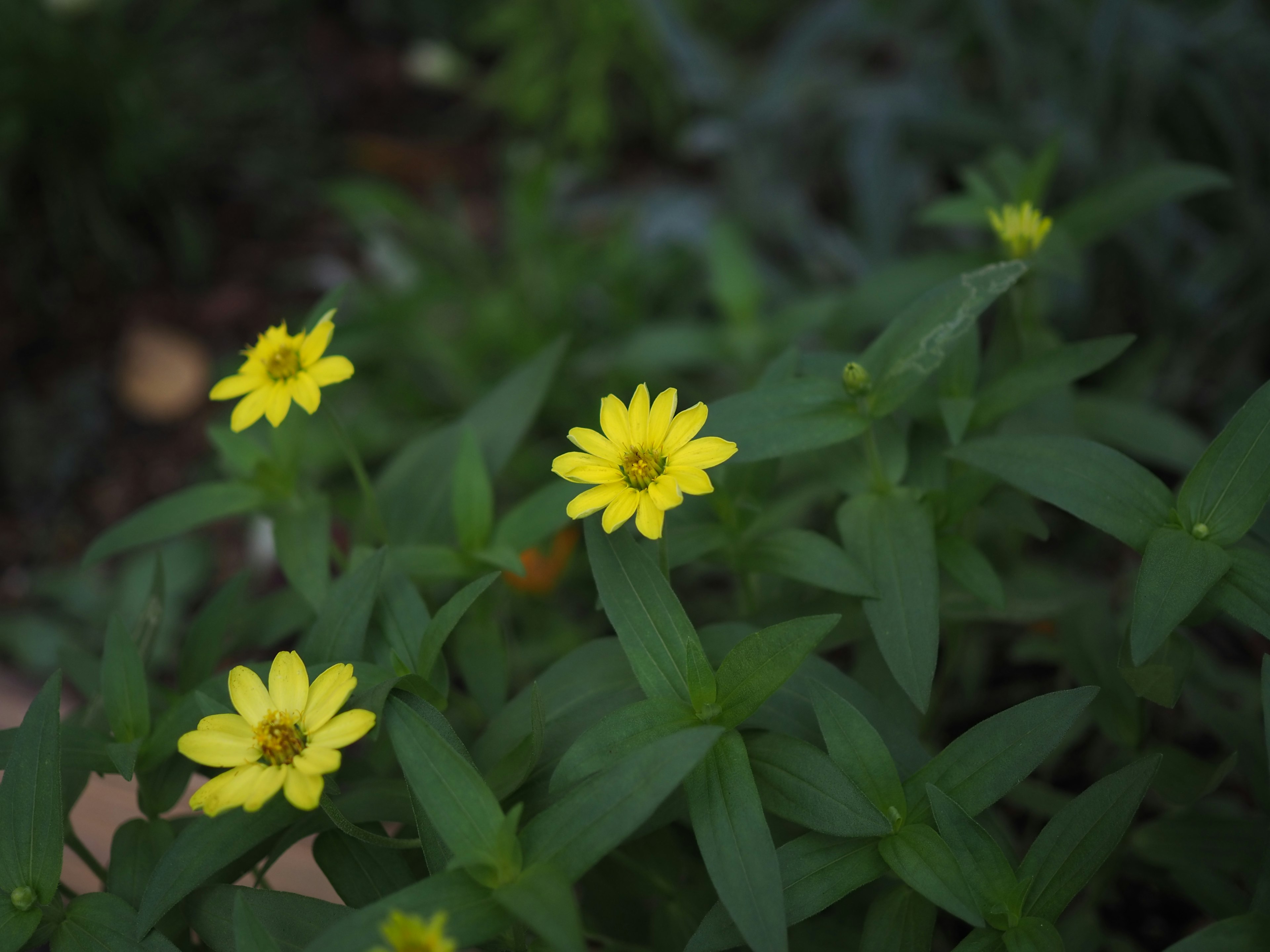 Gelbe Blumen umgeben von grünen Blättern in einer natürlichen Umgebung