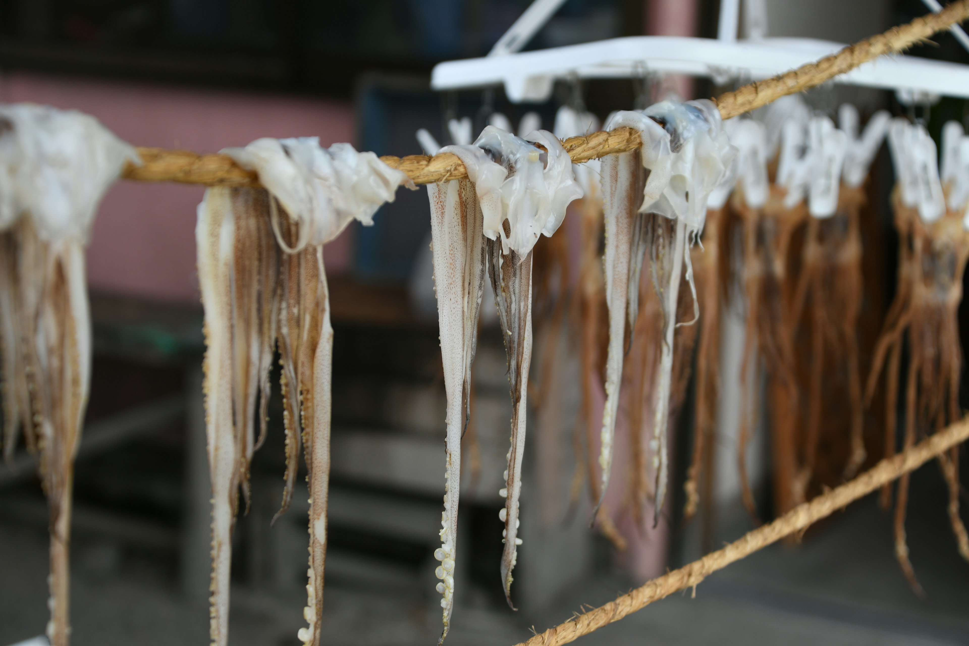 Calamares secos colgados de una cuerda