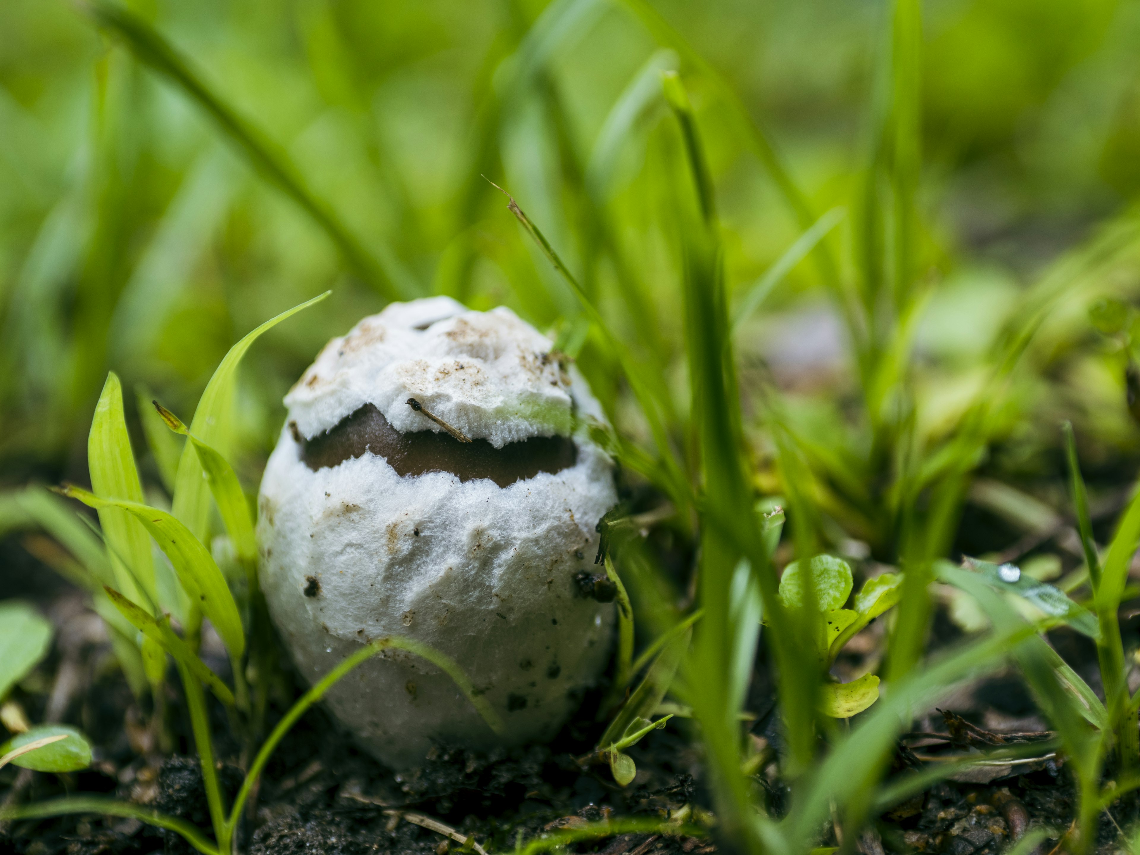 A cracked white mushroom resembling an egg among green grass