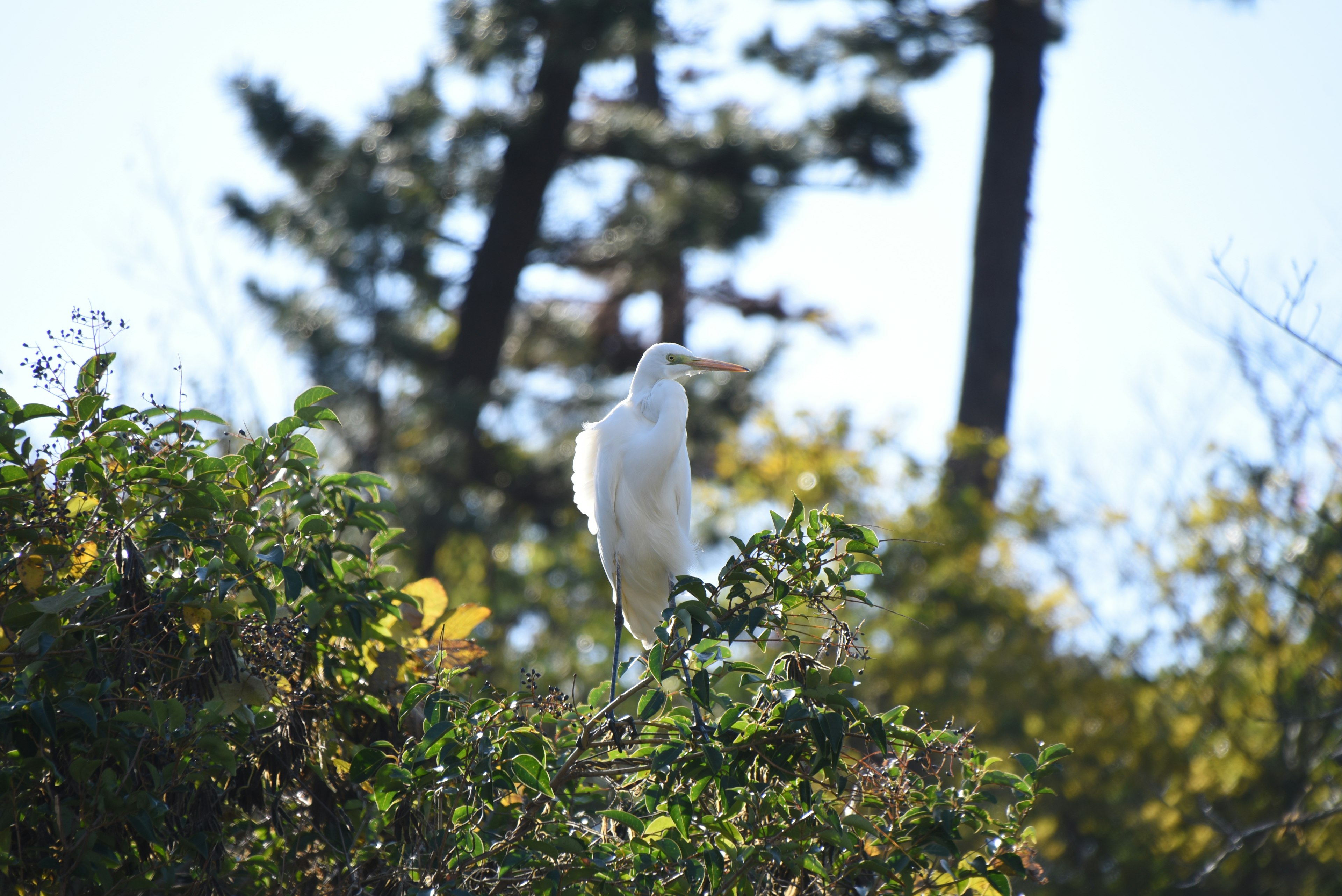 白い鳥が木々の間に立っている風景