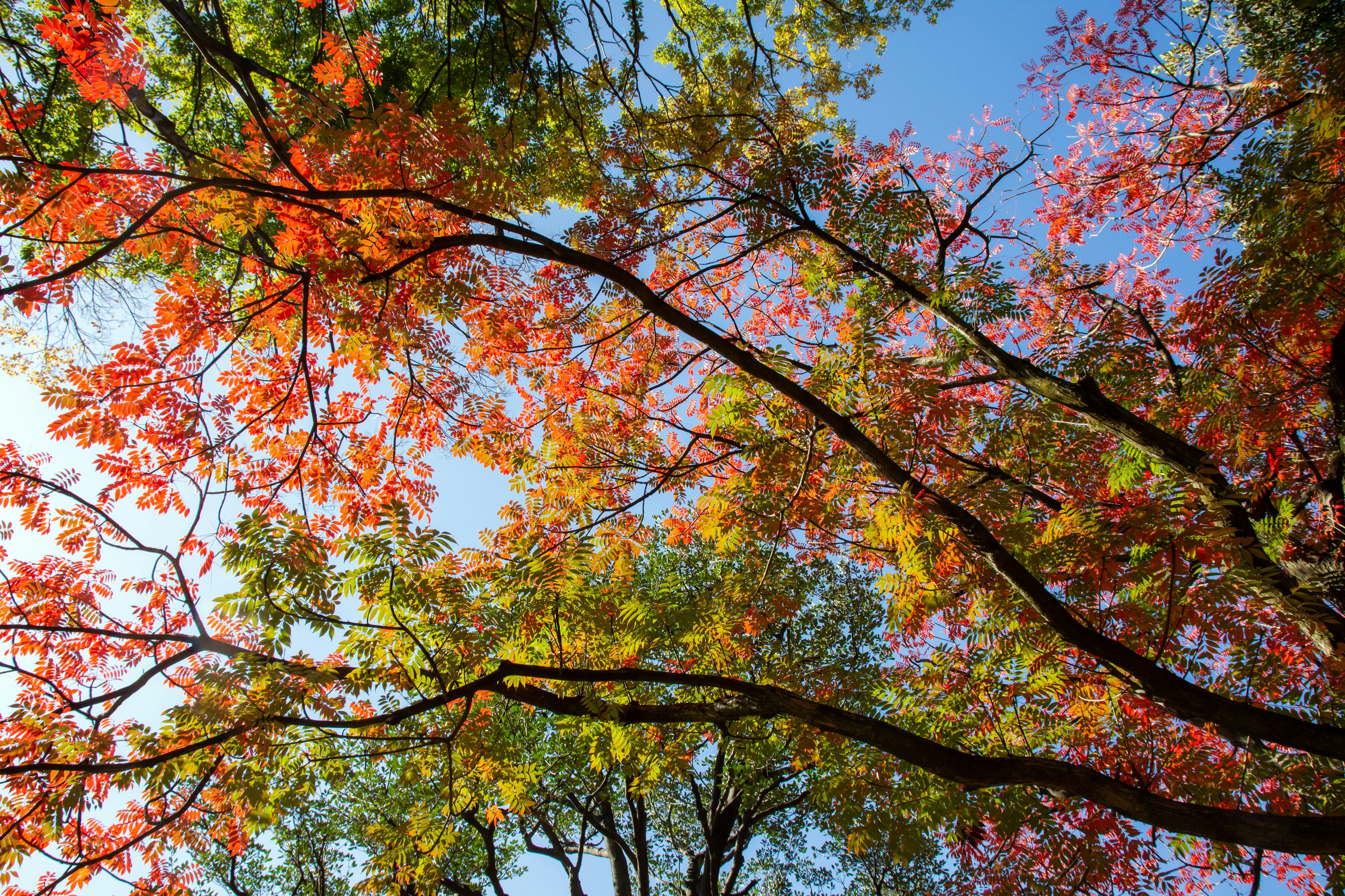 Vista del fogliame autunnale con foglie colorate contro un cielo blu