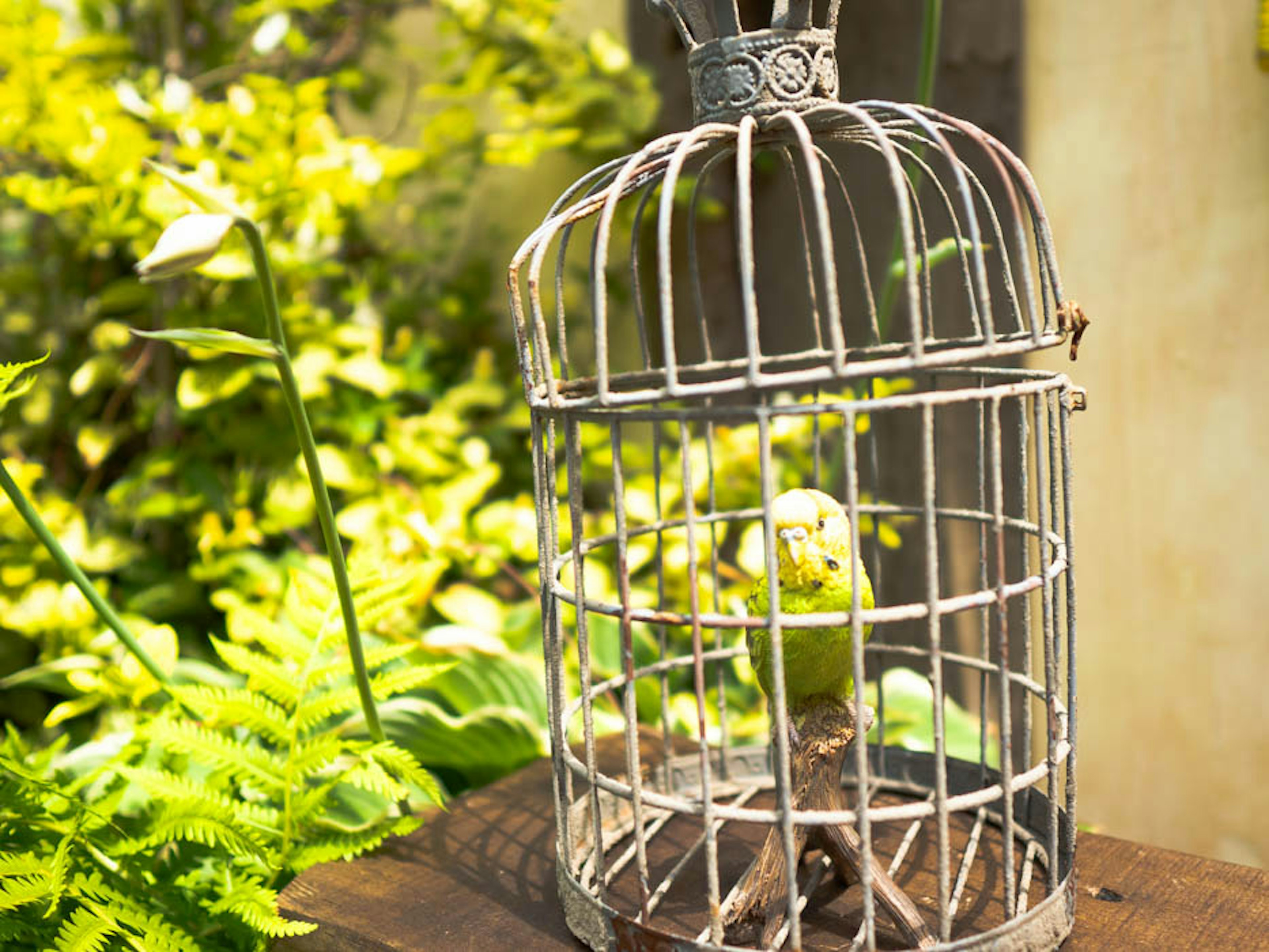 A small green bird inside an old birdcage surrounded by lush green plants