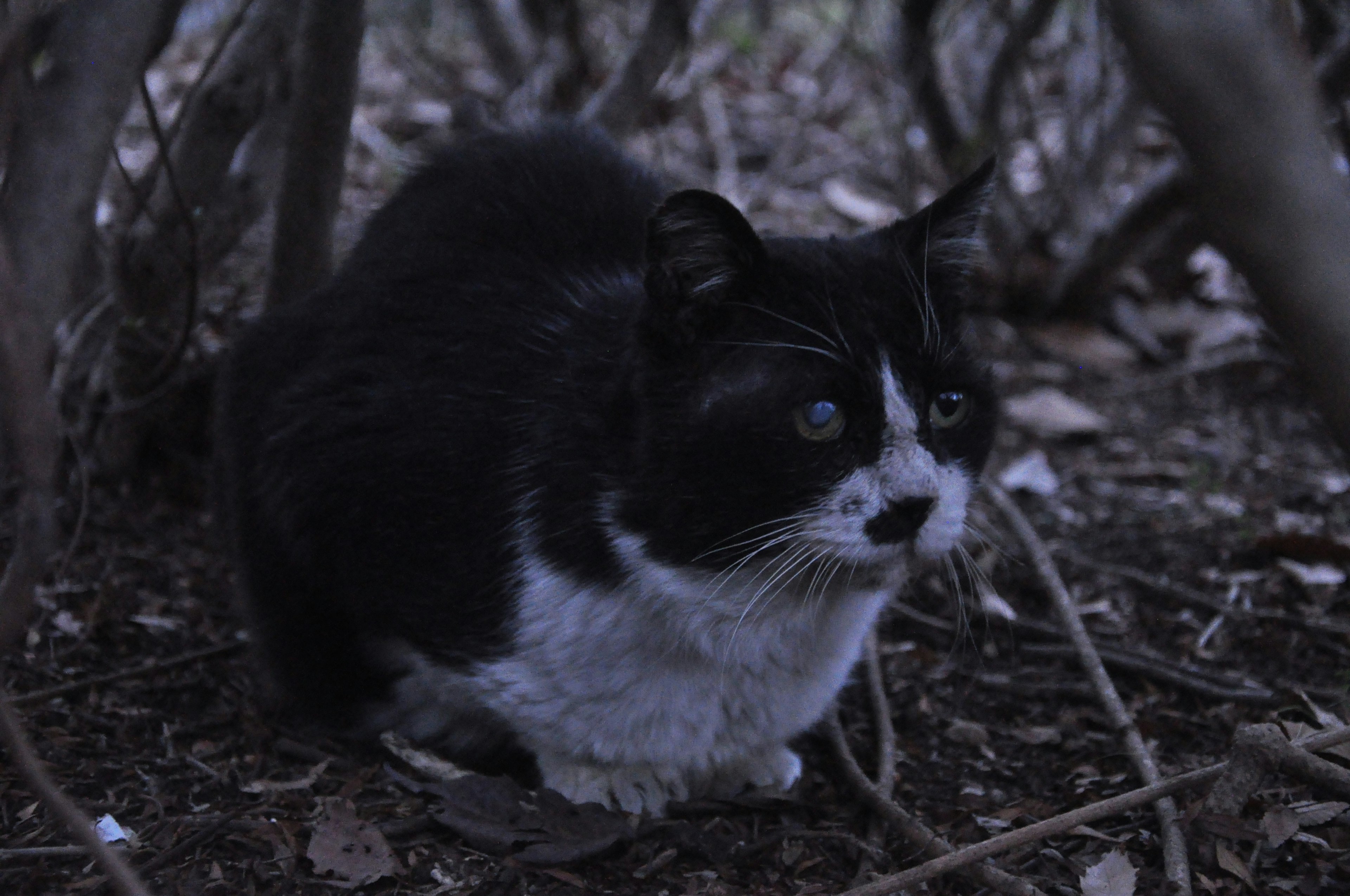 Un gato negro y blanco sentado en silencio en un área oscura