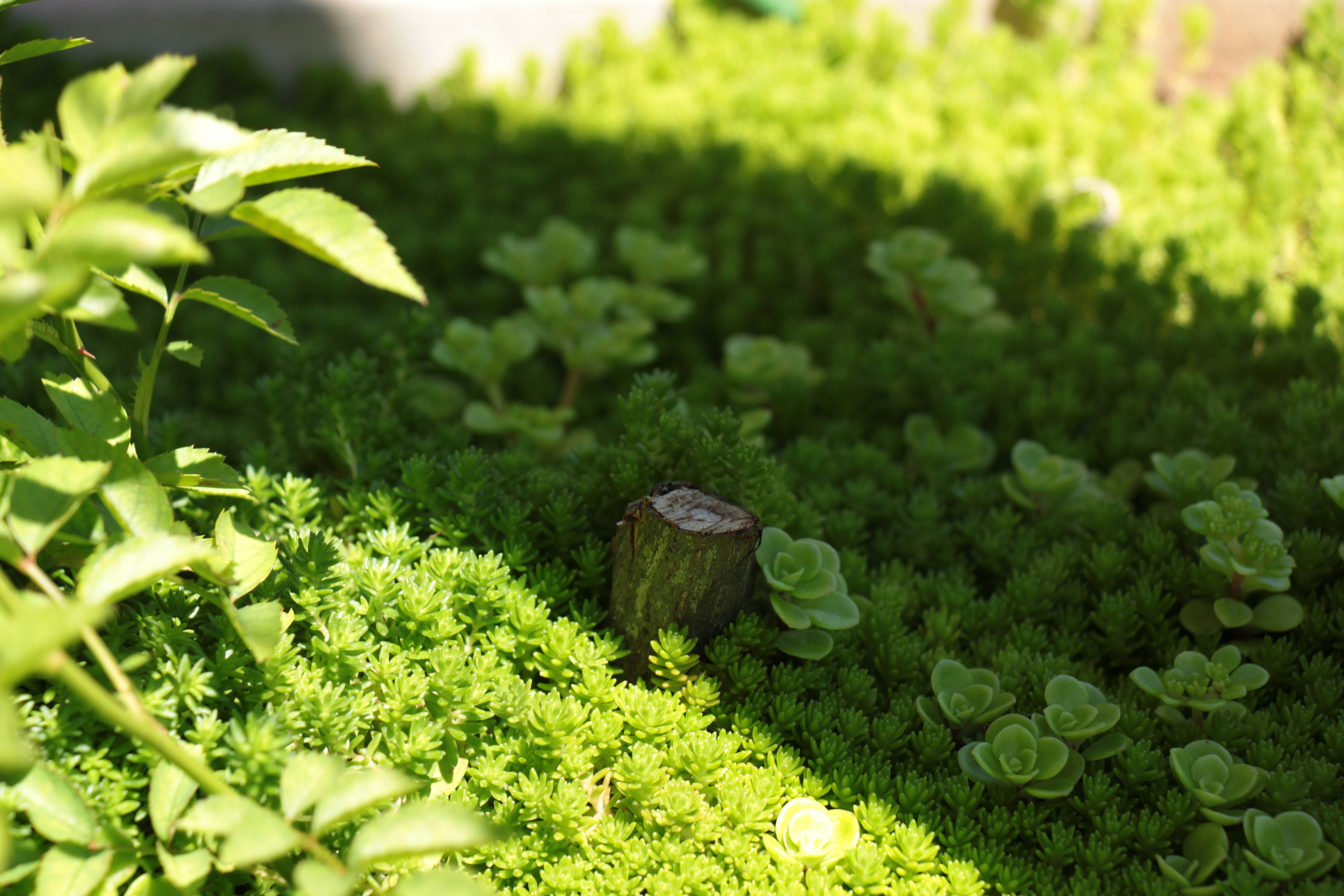 Plantas verdes exuberantes con un tocón de árbol a la sombra