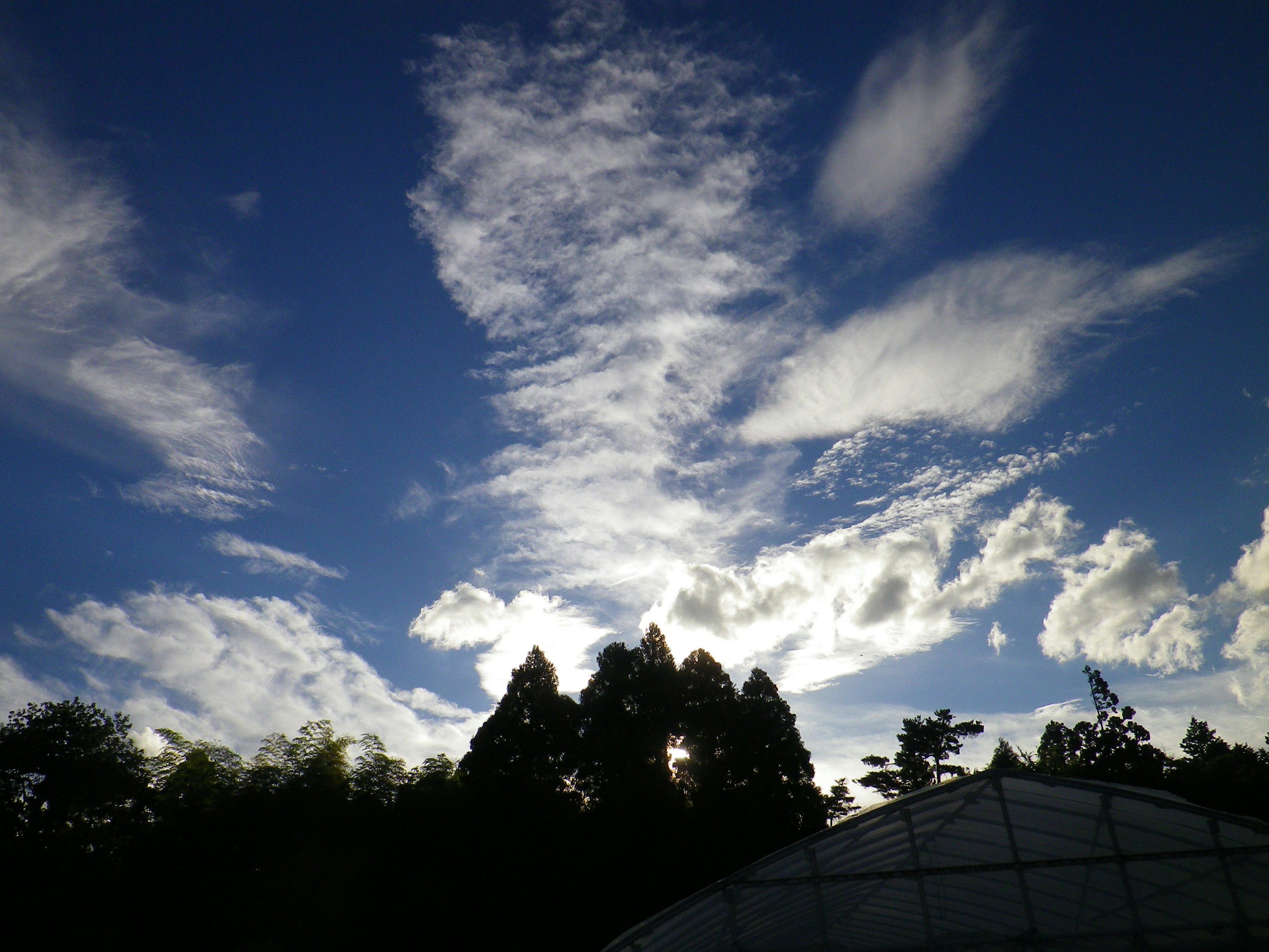 Cielo blu con nuvole bianche e alberi in silhouette in primo piano