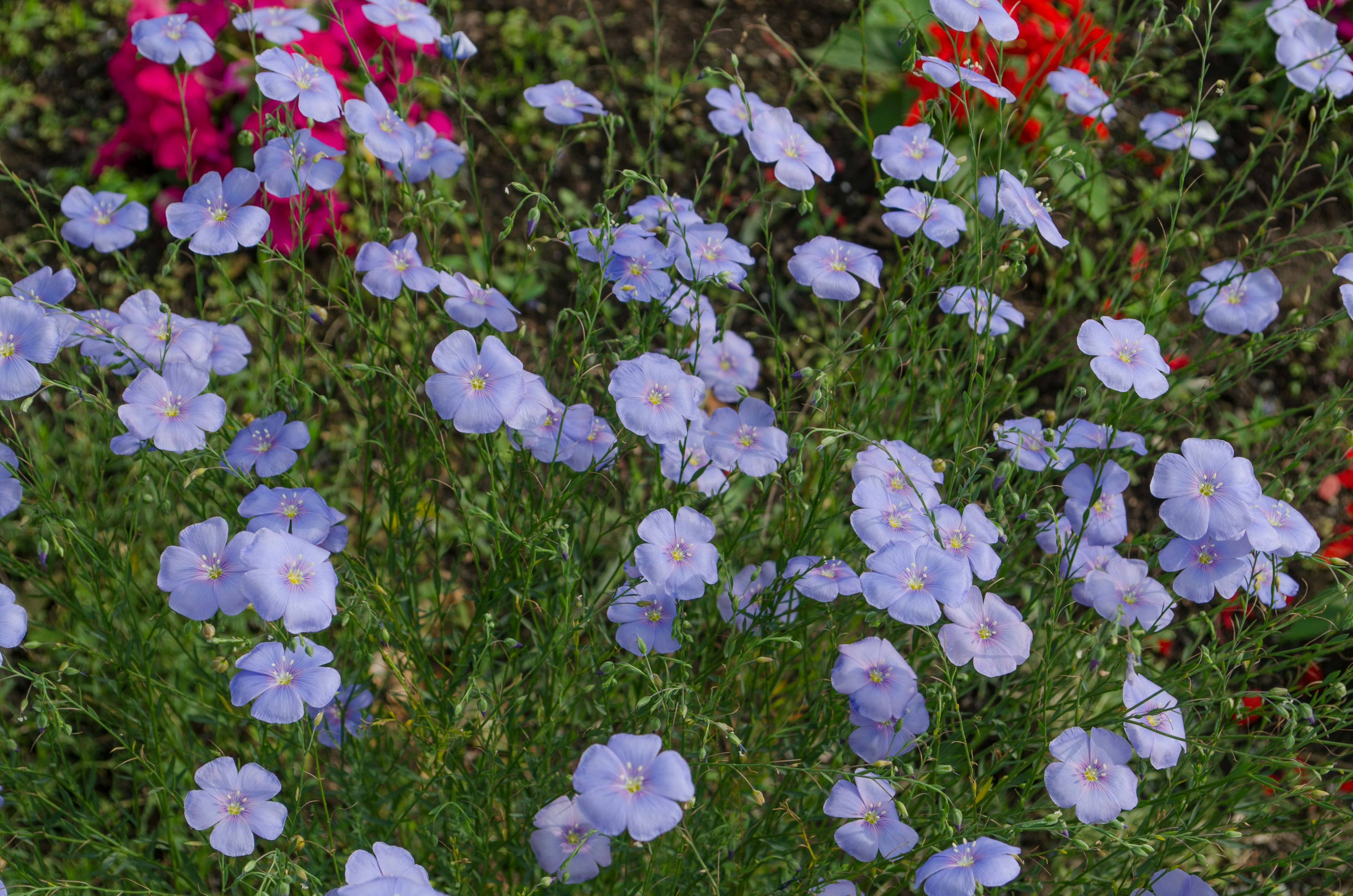 Campo de flores moradas claras con flores rojas al fondo